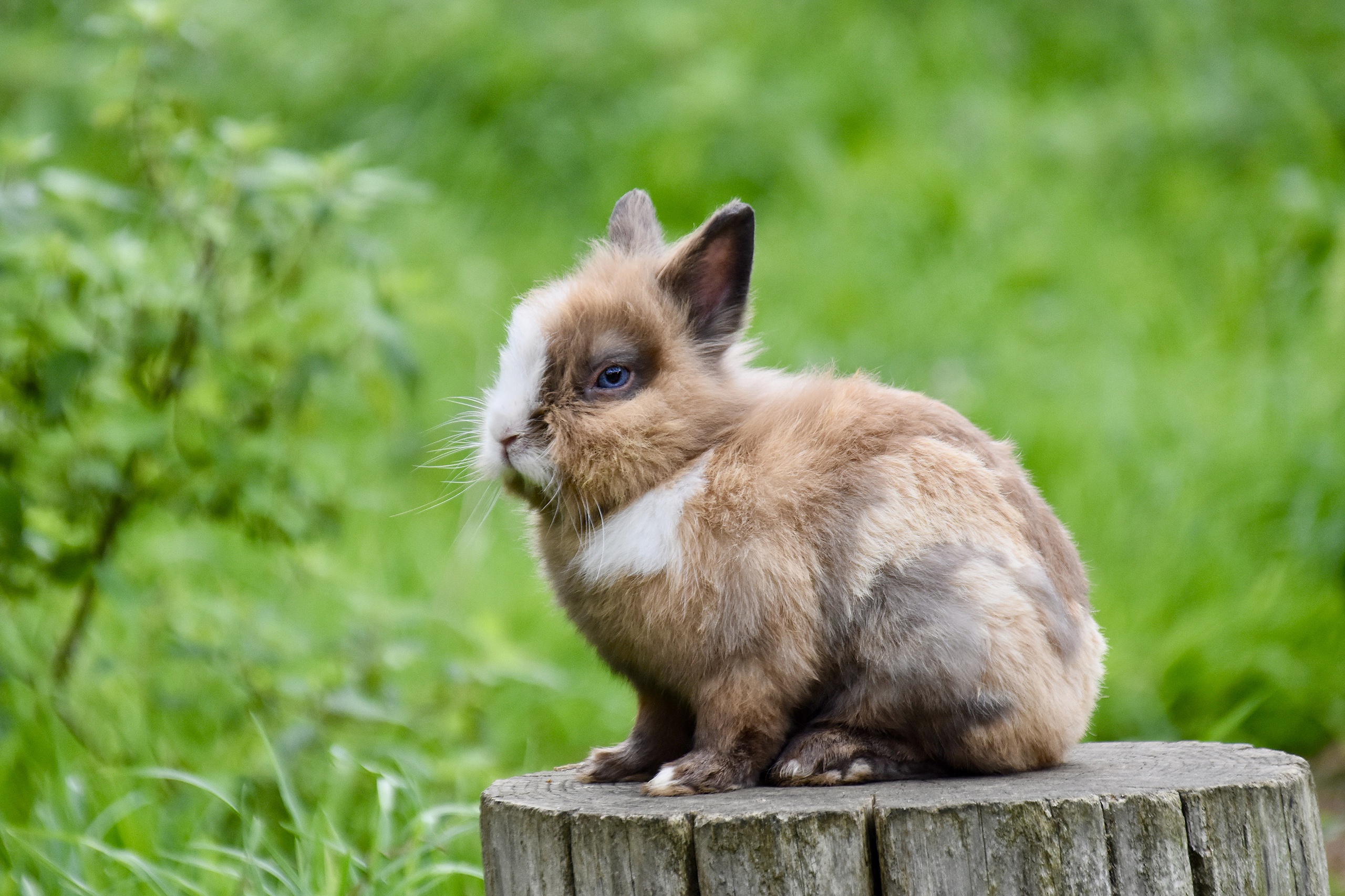 Handy-Wallpaper Tiere, Hase kostenlos herunterladen.