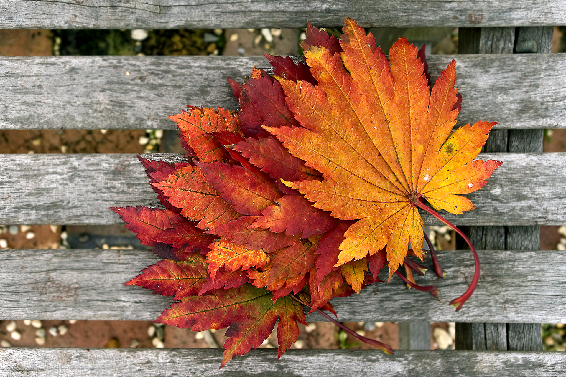 Скачать картинку Осень, Лист, Скамейка, Древесина, Земля/природа, Оранжевый Цвет) в телефон бесплатно.