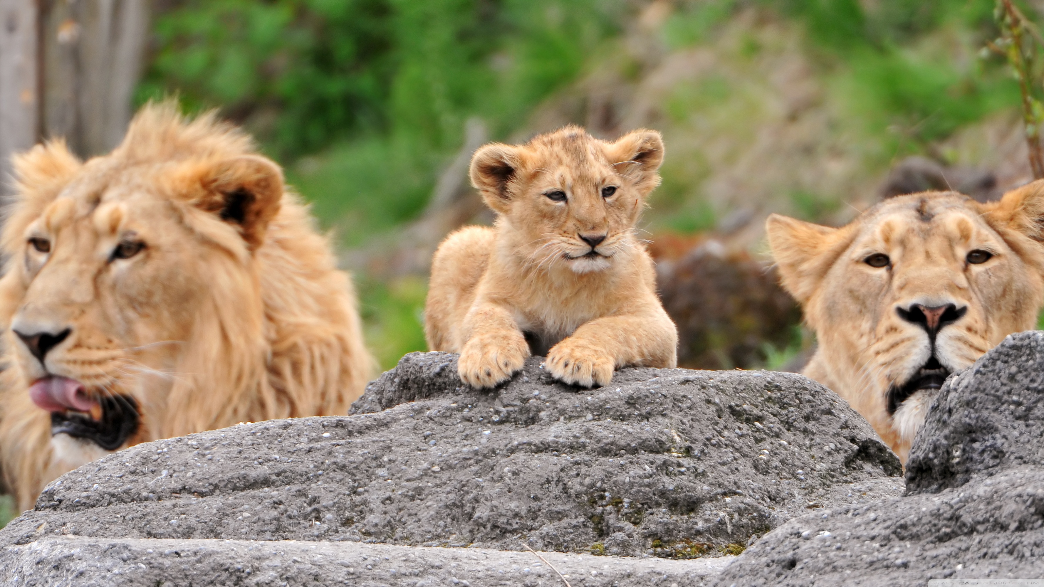animal, lion, cub, lioness, cats