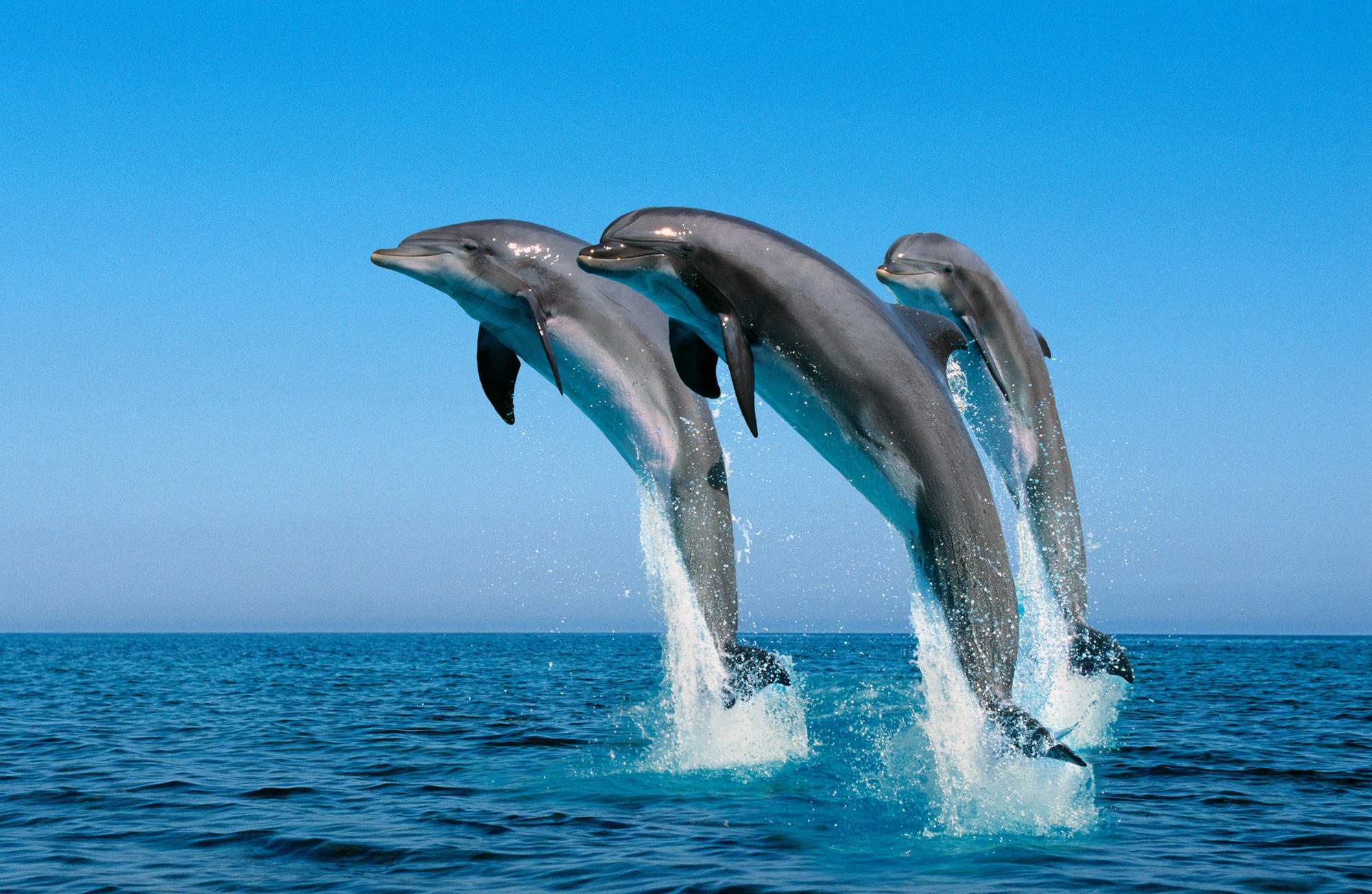 647294 descargar fondo de pantalla animales, delfin, delfín nariz de botella: protectores de pantalla e imágenes gratis