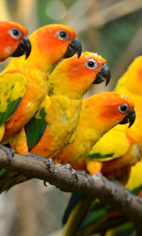 無料モバイル壁紙動物, 鳥, オウム, サンインコをダウンロードします。