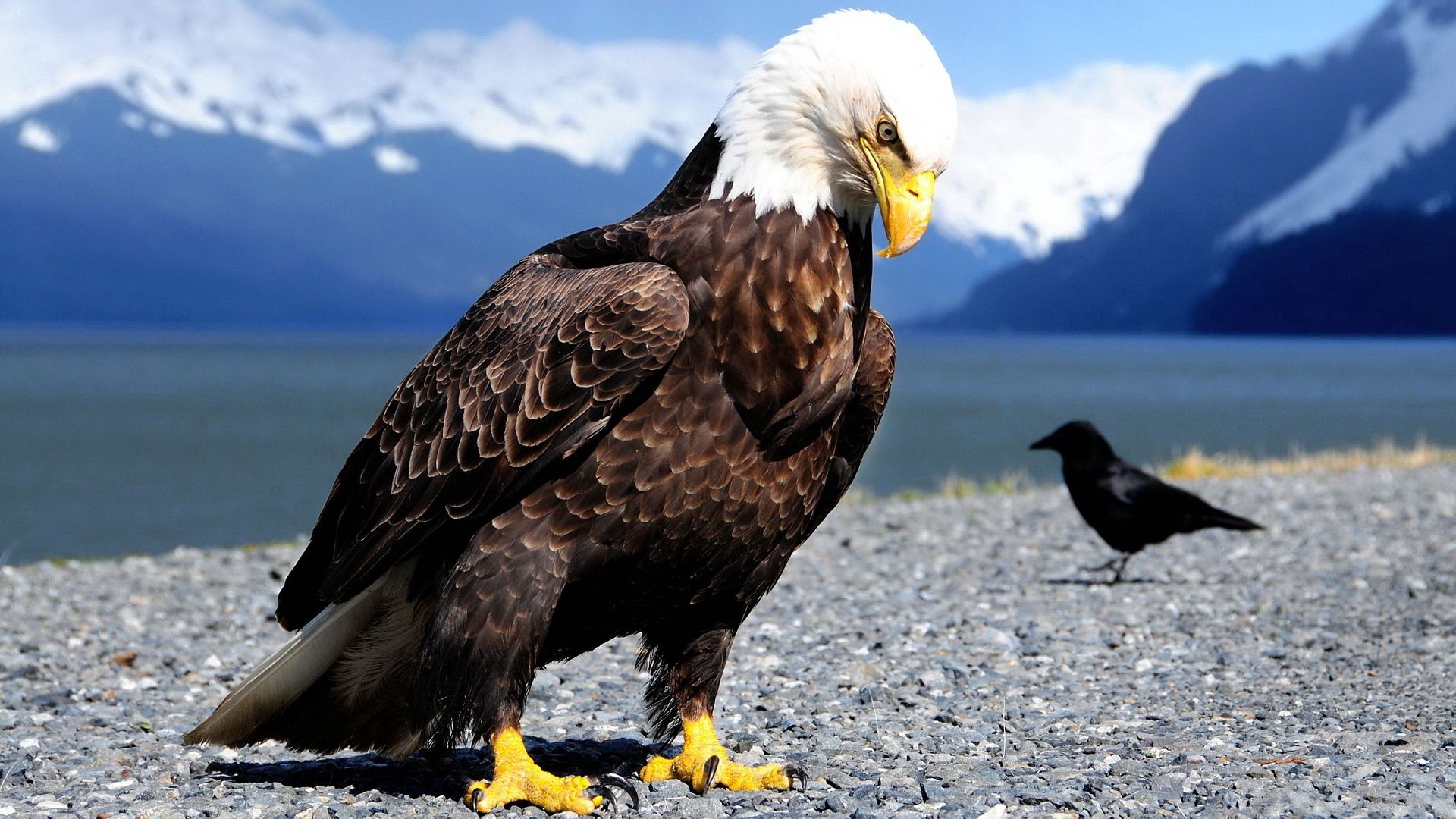 eagle, animals, birds, mountains, shore, bank, predator, crow