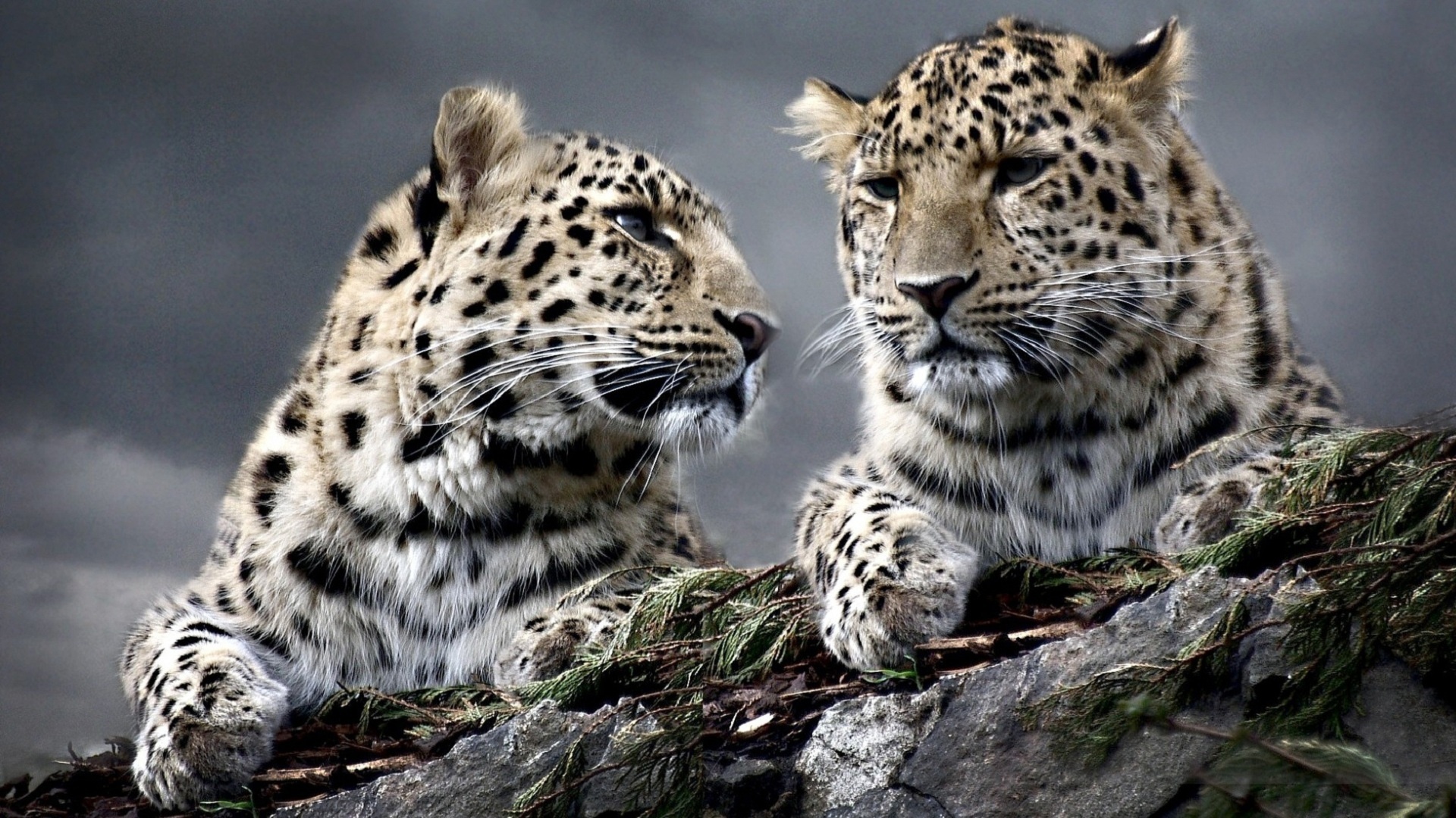 Handy-Wallpaper Tiere, Katzen, Leopard kostenlos herunterladen.