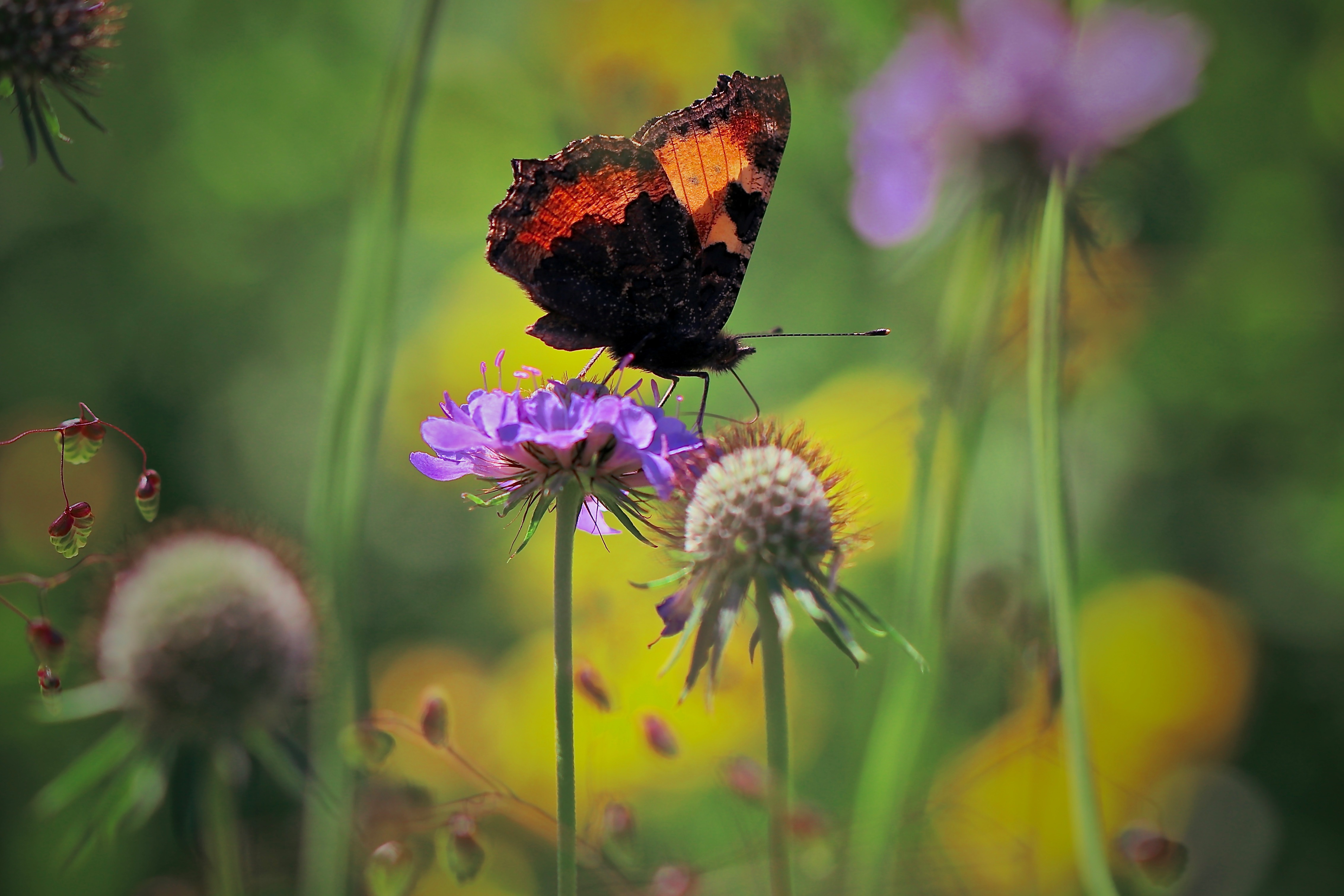 Laden Sie das Tiere, Schmetterlinge, Blume, Makro, Insekt-Bild kostenlos auf Ihren PC-Desktop herunter