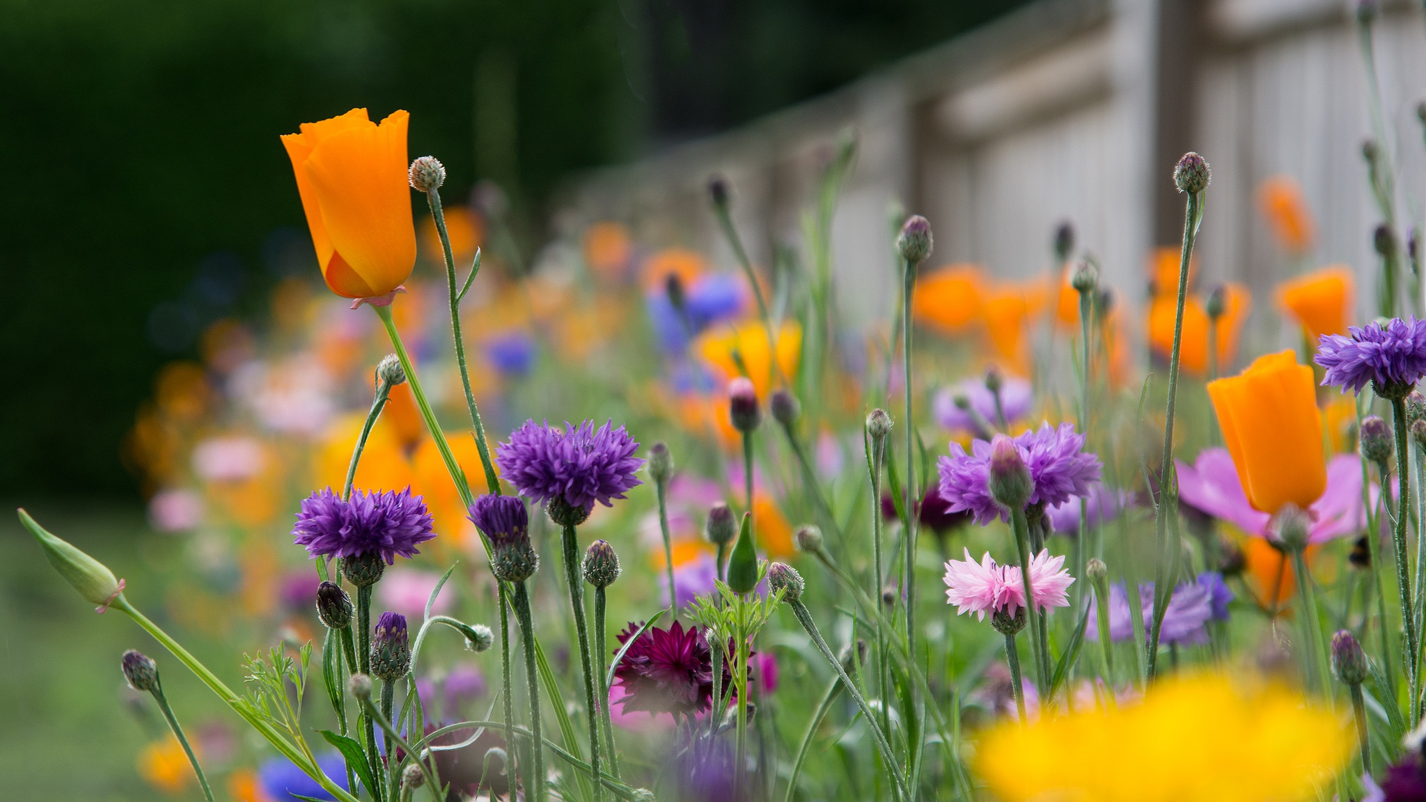 Download mobile wallpaper Nature, Flowers, Flower, Earth, Purple Flower, Orange Flower, Depth Of Field for free.