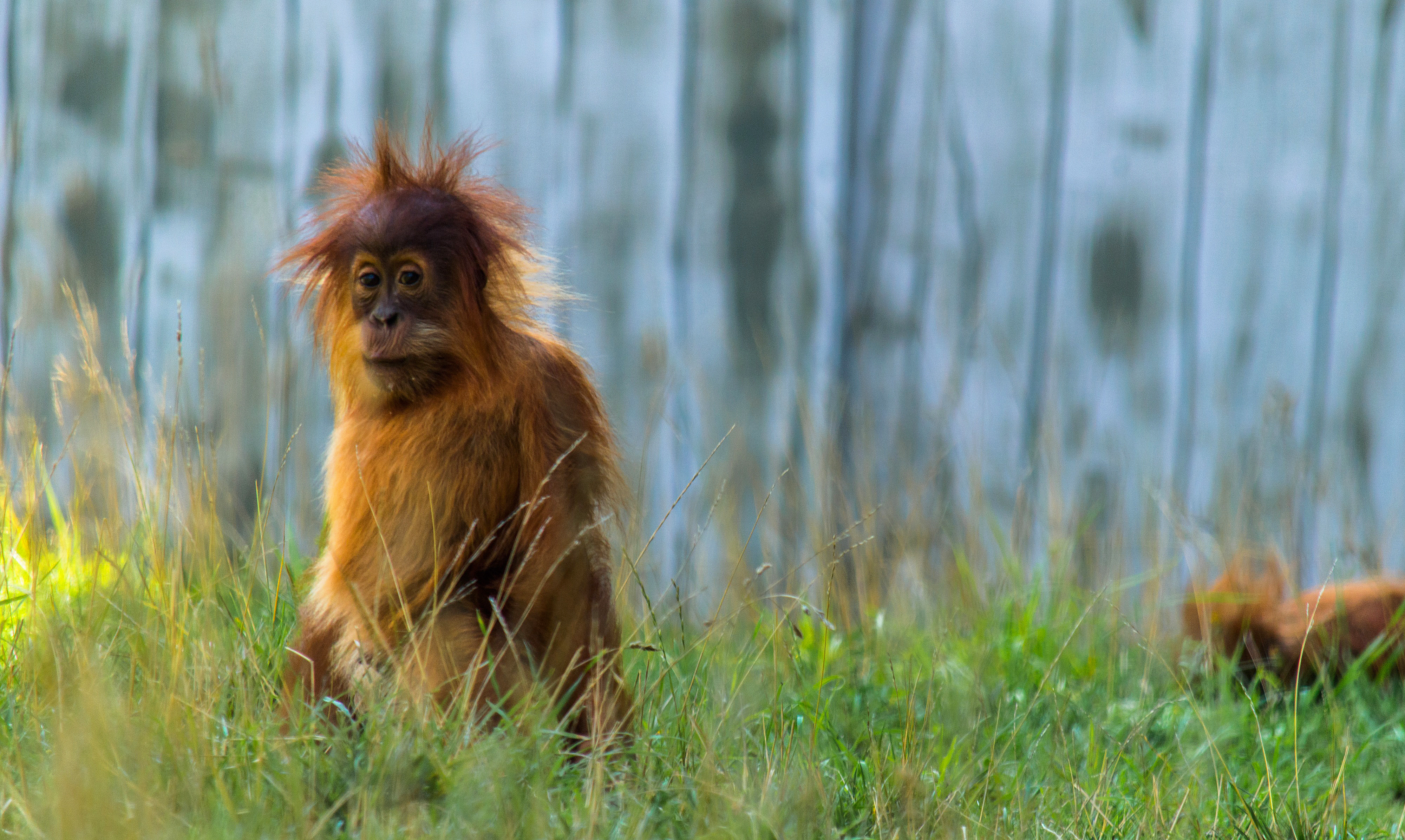 Download mobile wallpaper Monkeys, Monkey, Animal, Orangutan for free.