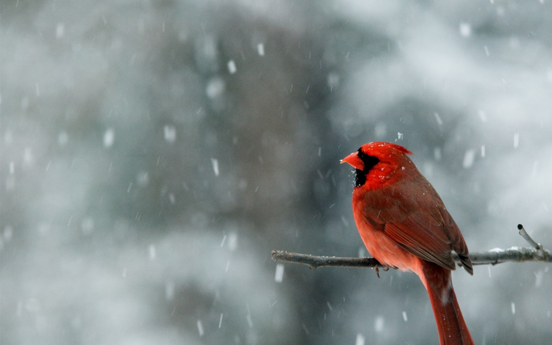 274862 descargar fondo de pantalla animales, cardenal, ave, aves: protectores de pantalla e imágenes gratis
