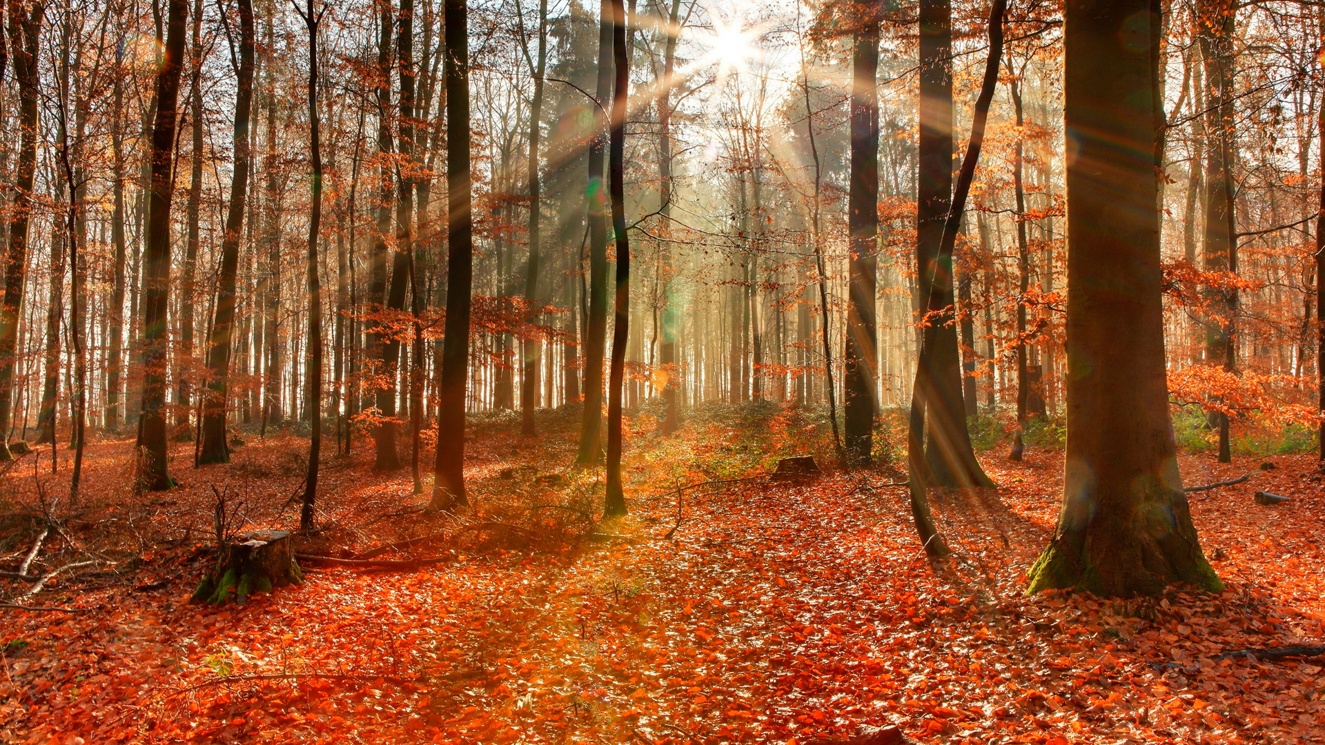 Handy-Wallpaper Wald, Erde/natur kostenlos herunterladen.