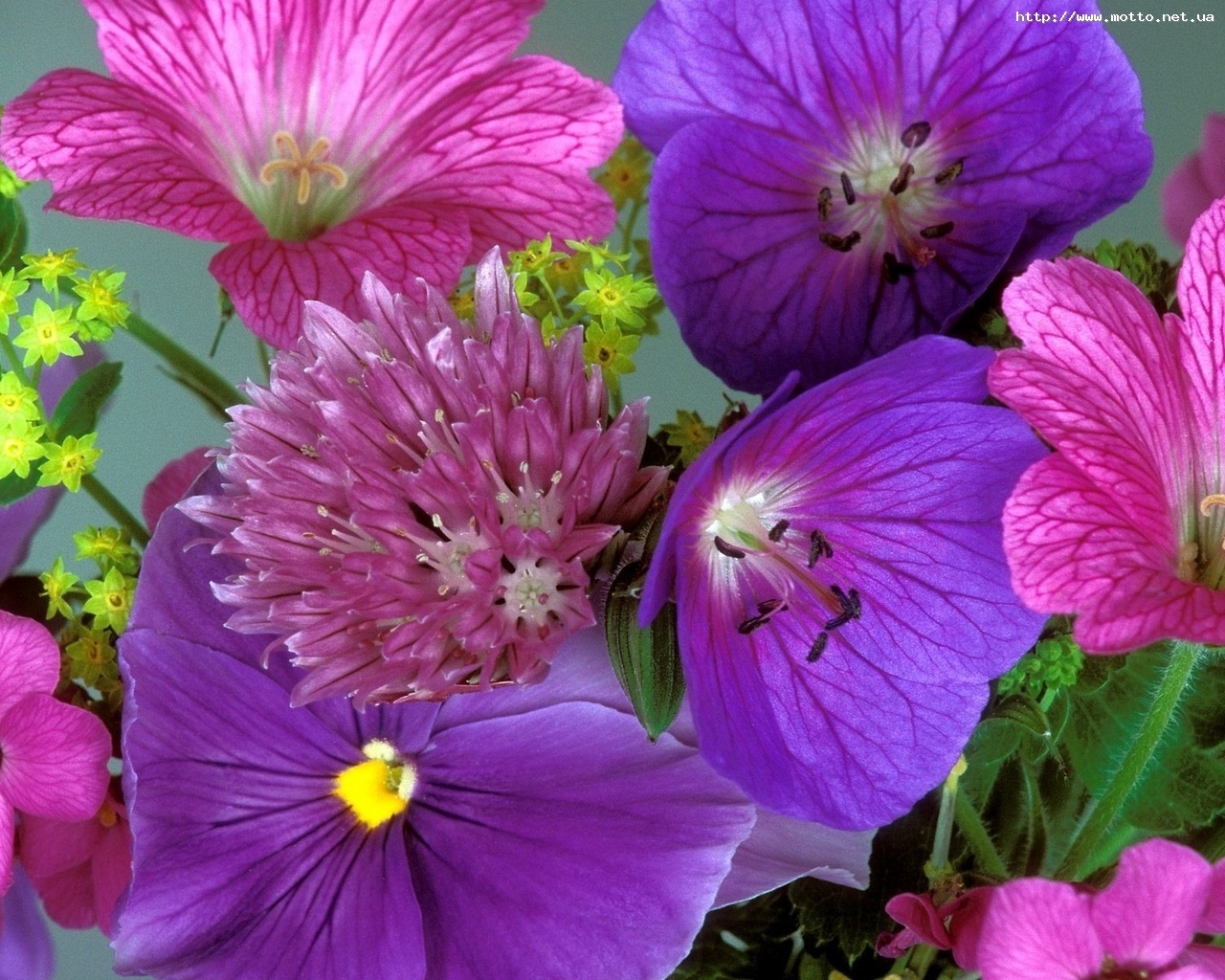 Descarga gratuita de fondo de pantalla para móvil de Plantas, Flores, Violeta.
