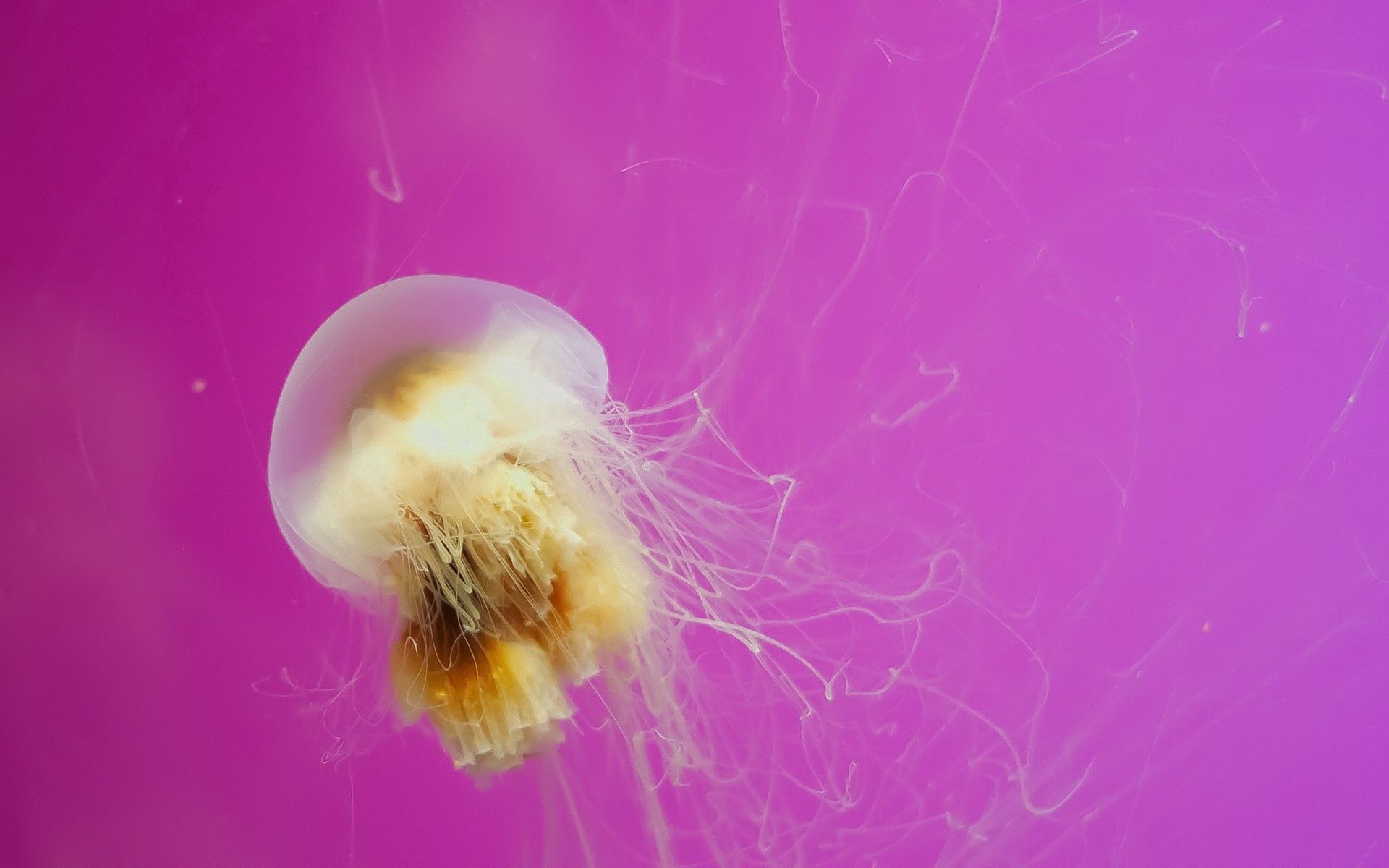 146604 скачать картинку медуза, животные, плавать, живое существо - обои и заставки бесплатно