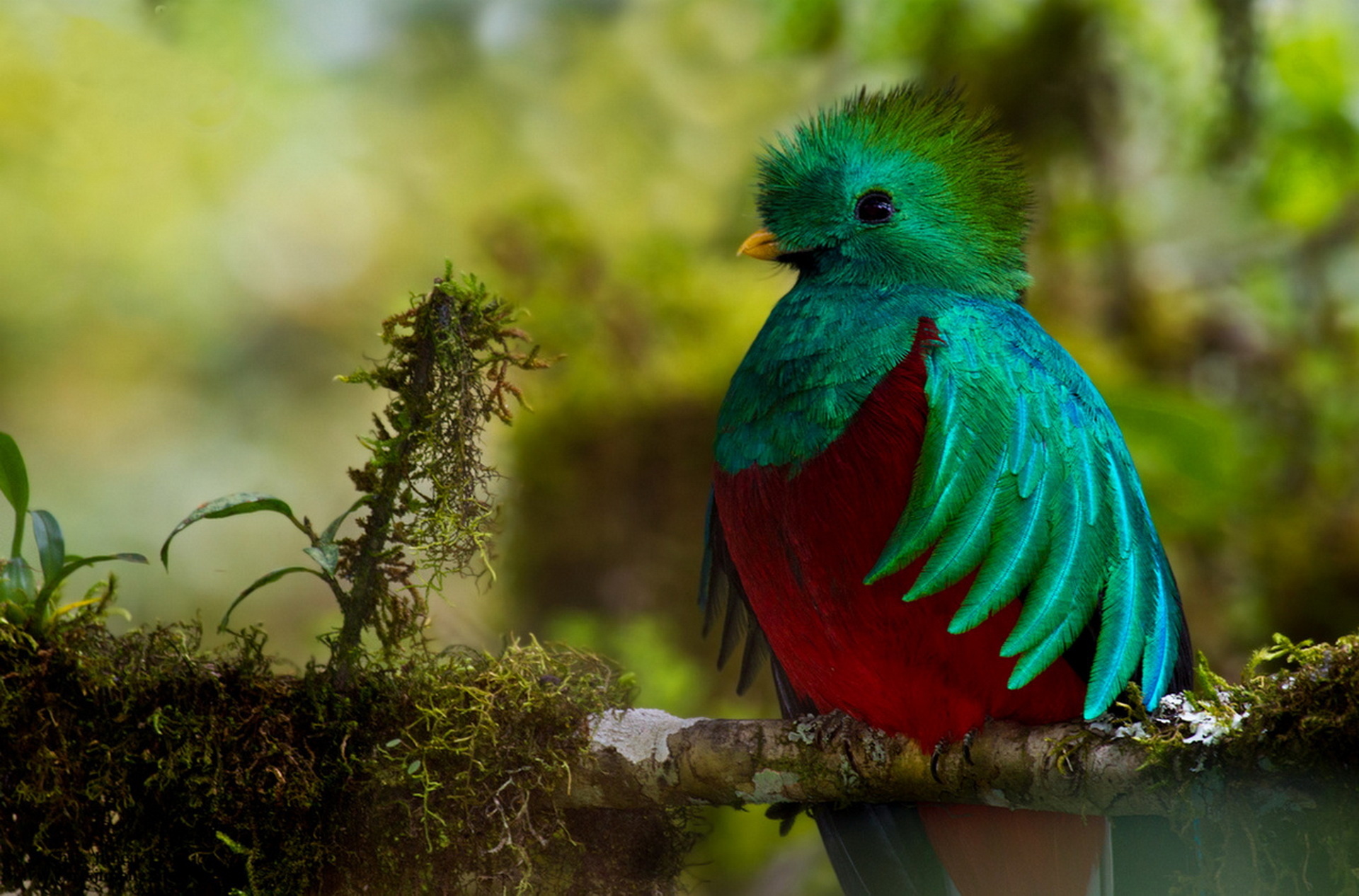 Baixar papel de parede para celular de Animais, Aves, Pássaro, Ramo, Fofo gratuito.