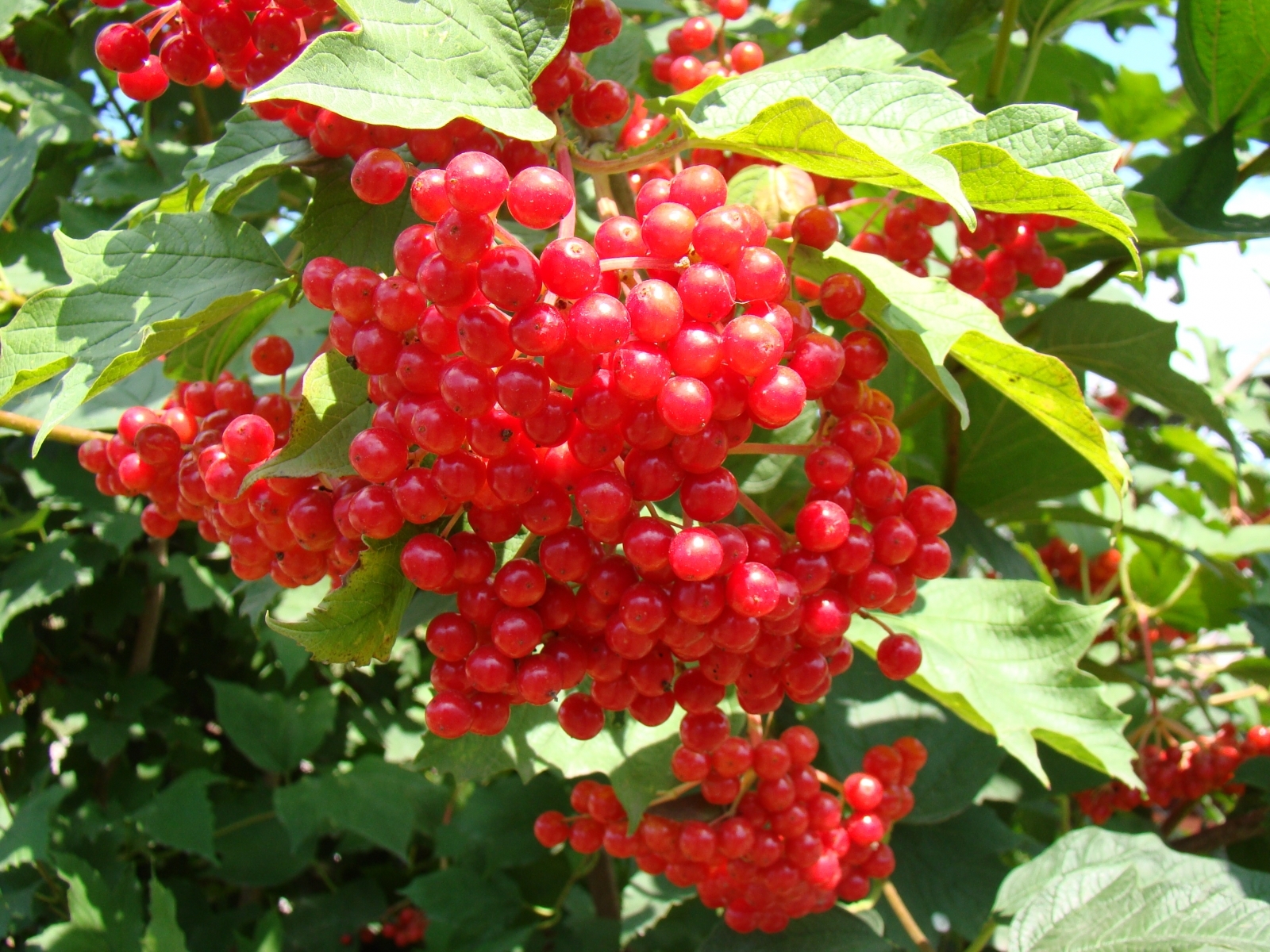 Laden Sie das Pflanzen, Obst, Berries-Bild kostenlos auf Ihren PC-Desktop herunter