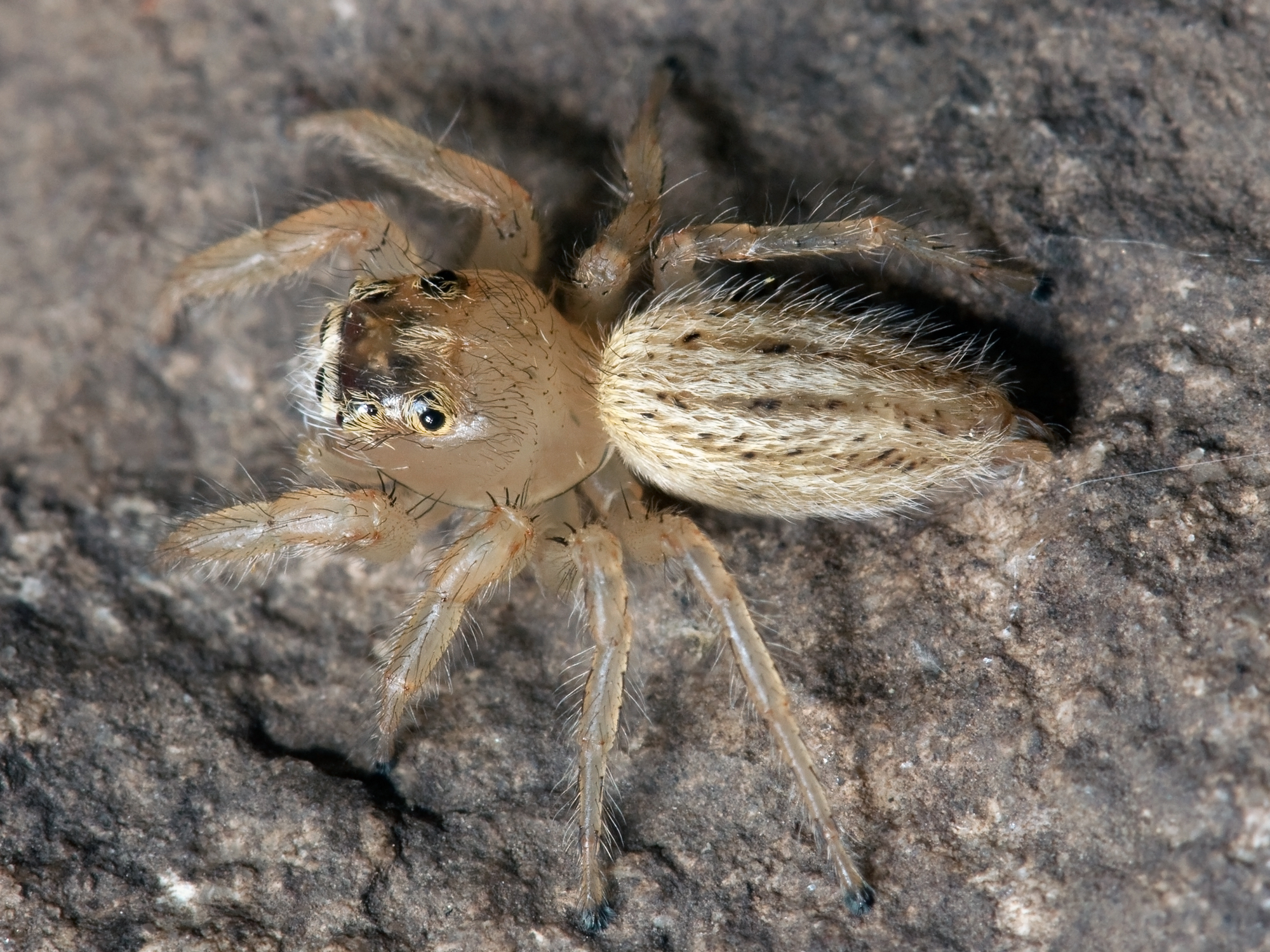 Download mobile wallpaper Spiders, Animal, Spider, Arachnid, Jumping Spider for free.