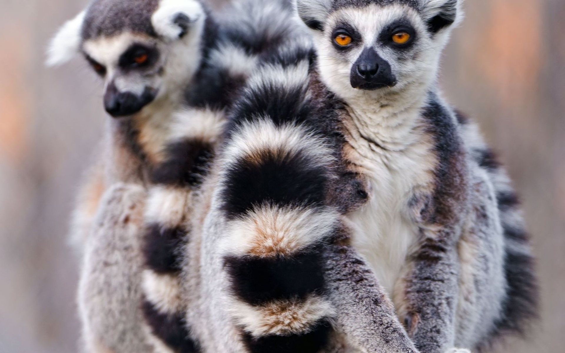 Free download wallpaper Animal, Lemur on your PC desktop