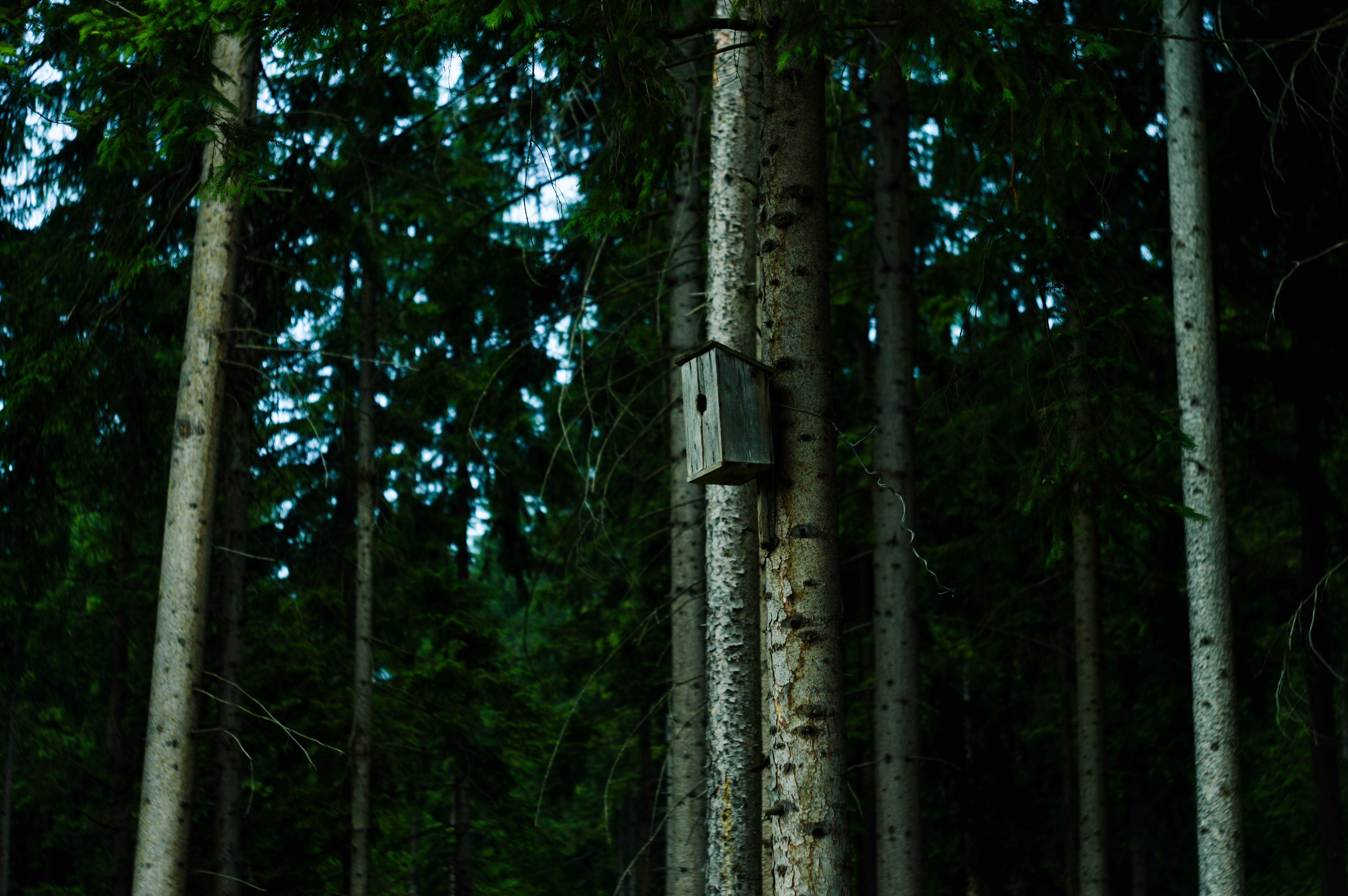 118857 descargar imagen naturaleza, madera, bosque, árbol, pajarera: fondos de pantalla y protectores de pantalla gratis