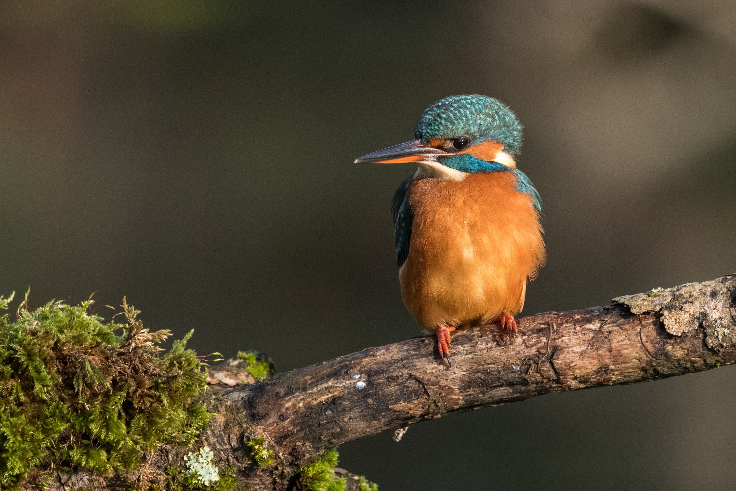 Baixe gratuitamente a imagem Animais, Aves, Pássaro, Guarda Rios na área de trabalho do seu PC