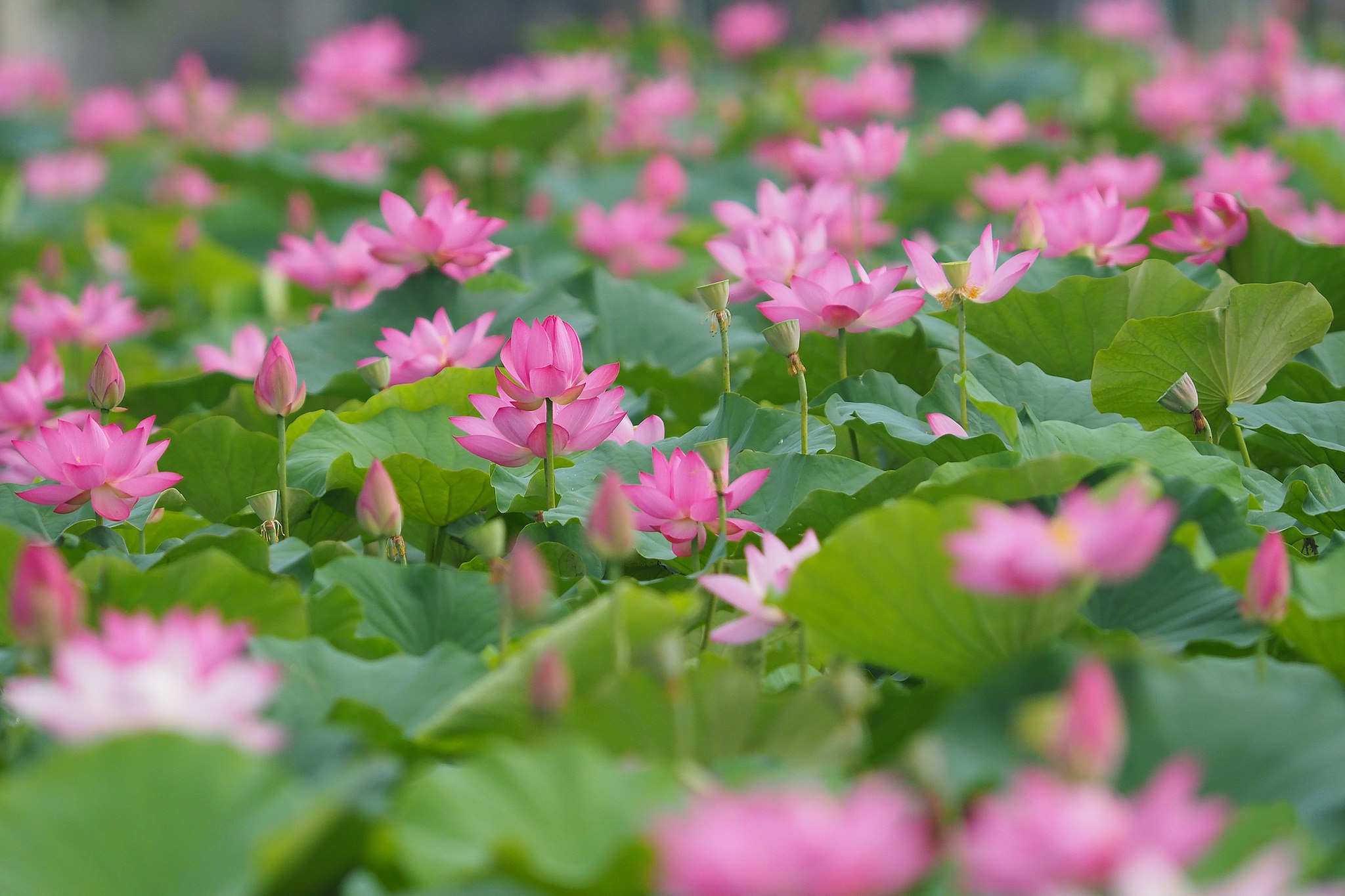 Download mobile wallpaper Nature, Flowers, Lotus, Flower, Blur, Leaf, Earth, Pink Flower for free.