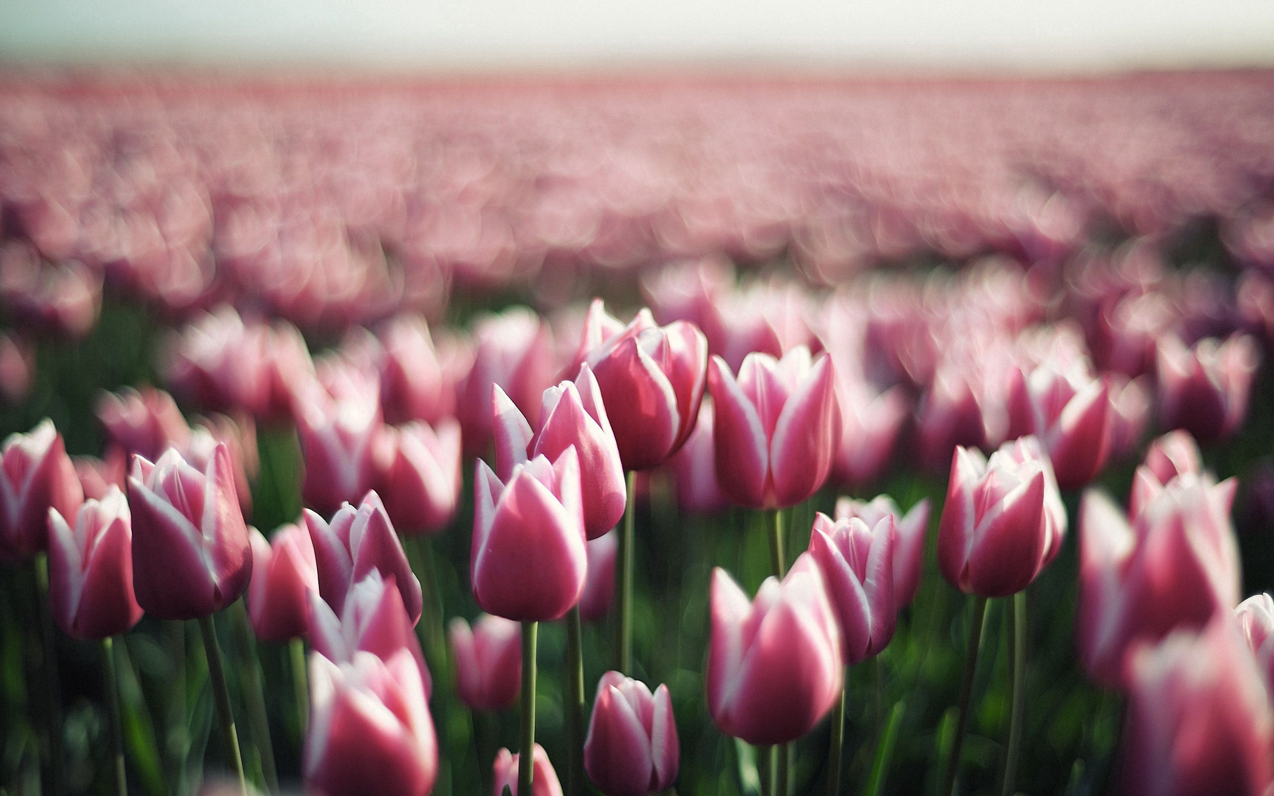 145361 baixar papel de parede flores, tulipas, verdes, verdura, plantação - protetores de tela e imagens gratuitamente