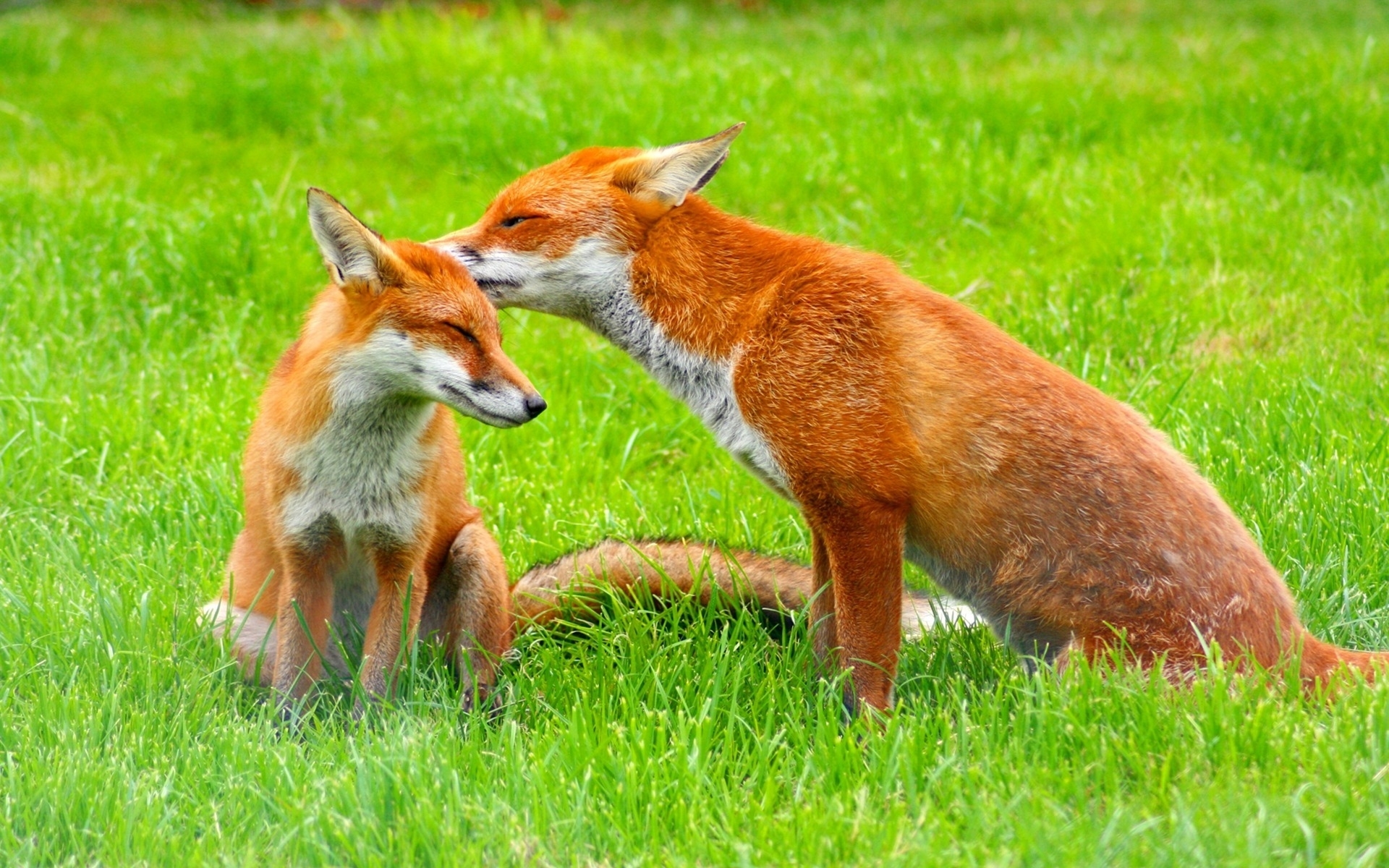 41681 Hintergrundbild herunterladen tiere, fox, grün - Bildschirmschoner und Bilder kostenlos