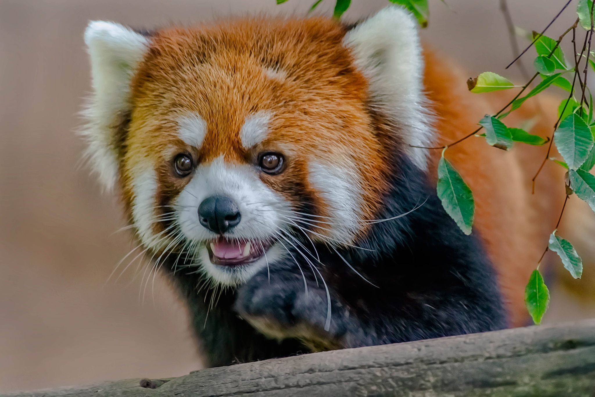 Descarga gratuita de fondo de pantalla para móvil de Animales, Panda Rojo.
