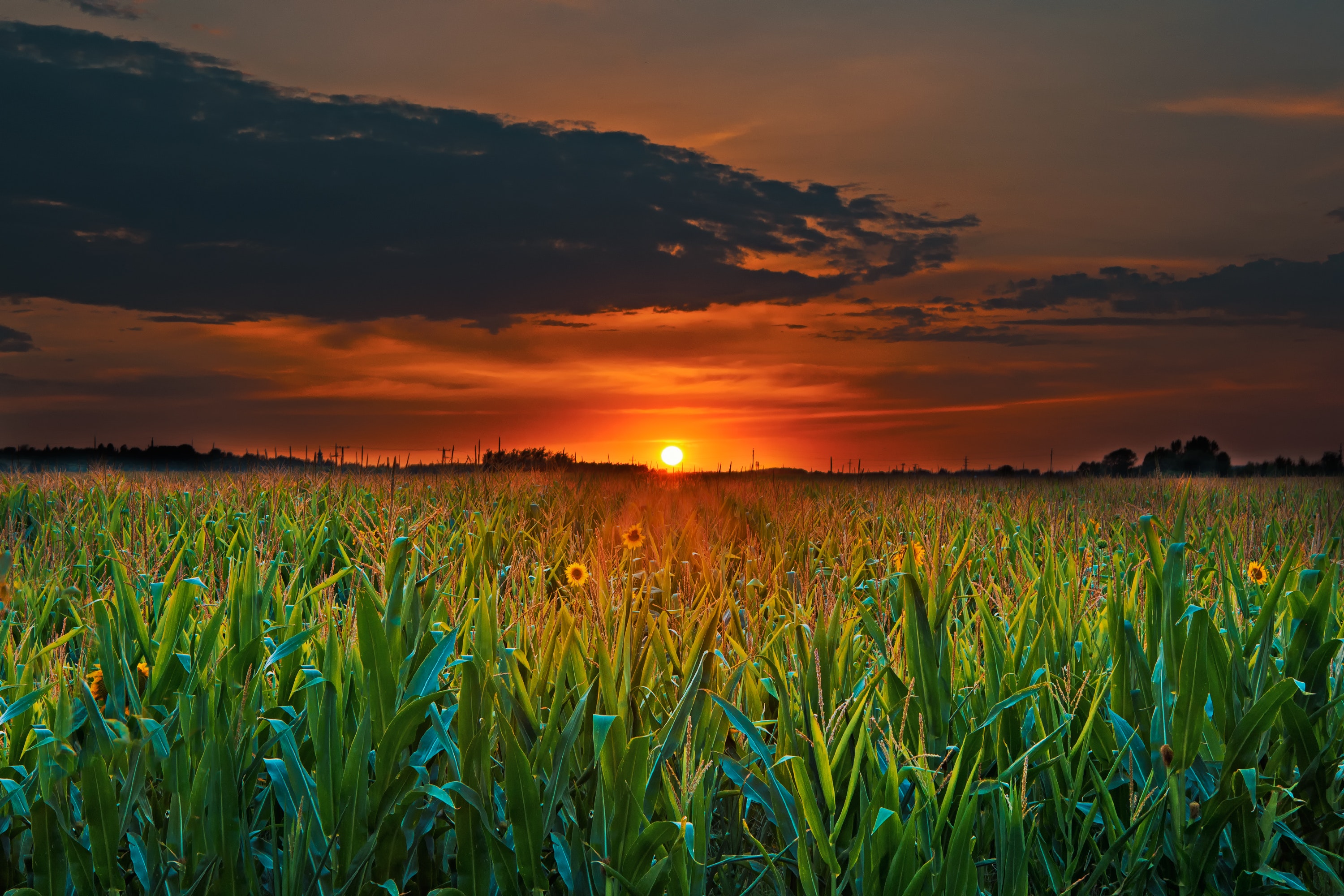 Laden Sie das Feld, Horizont, Sunset, Clouds, Natur, Blumen-Bild kostenlos auf Ihren PC-Desktop herunter