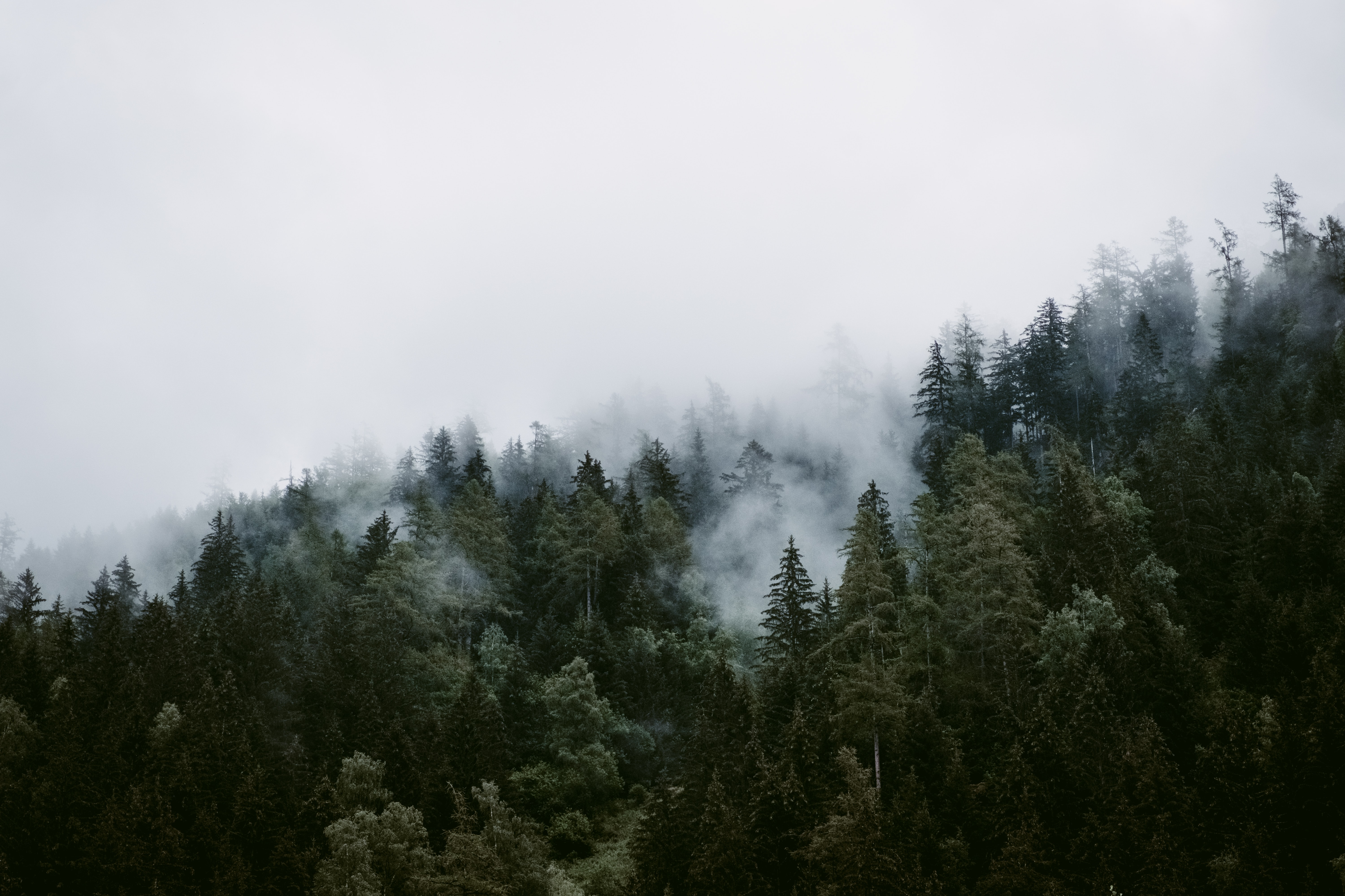 forest, fog, nature, trees, clouds