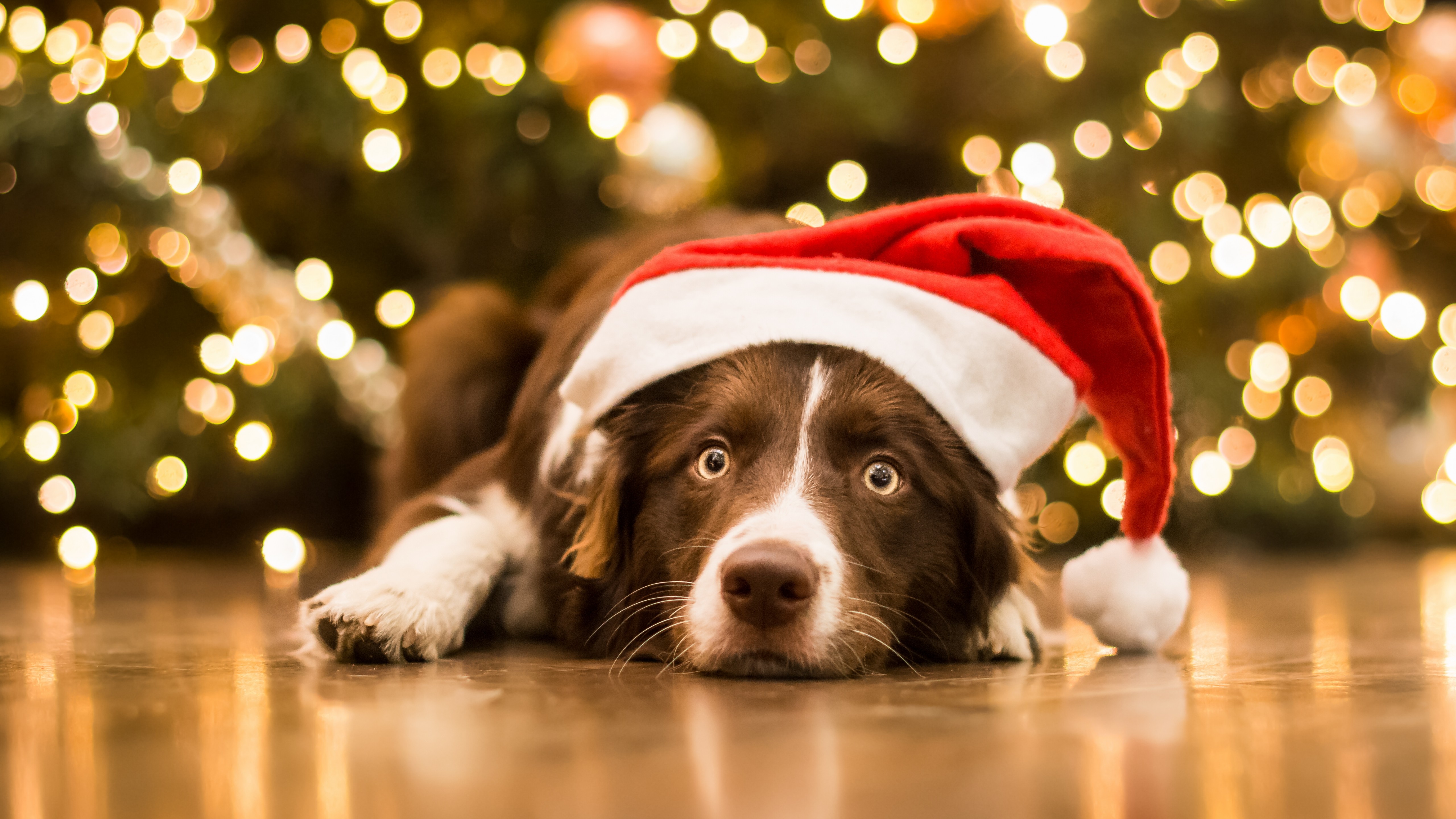 Handy-Wallpaper Tiere, Hunde, Weihnachten, Hund, Border Collie, Weihnachtsbeleuchtung, Weihnachtsmütze kostenlos herunterladen.