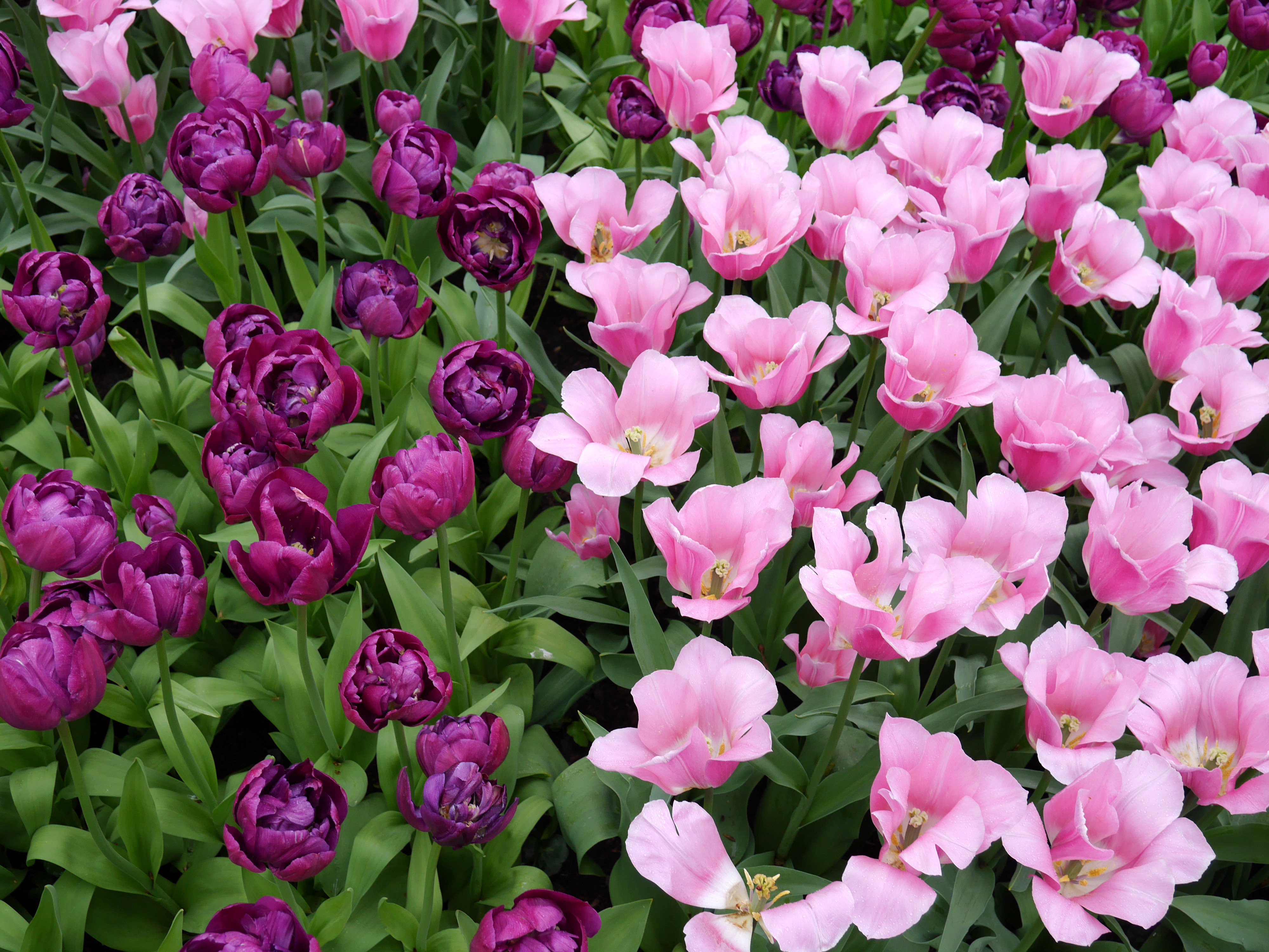 Free download wallpaper Flowers, Flower, Close Up, Earth, Tulip, Purple Flower, Pink Flower on your PC desktop