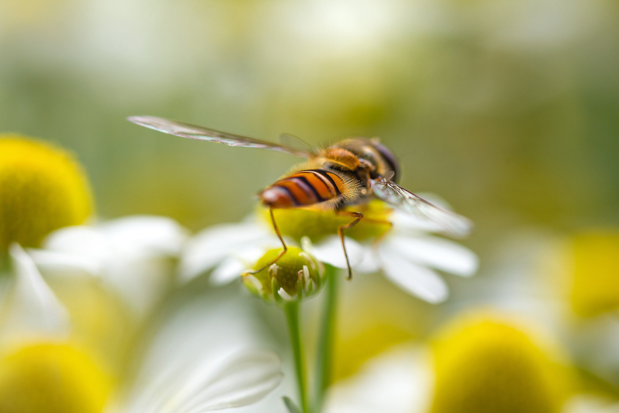 Download mobile wallpaper Camomile, Macro, Insect, Animal, White Flower, Hoverfly for free.
