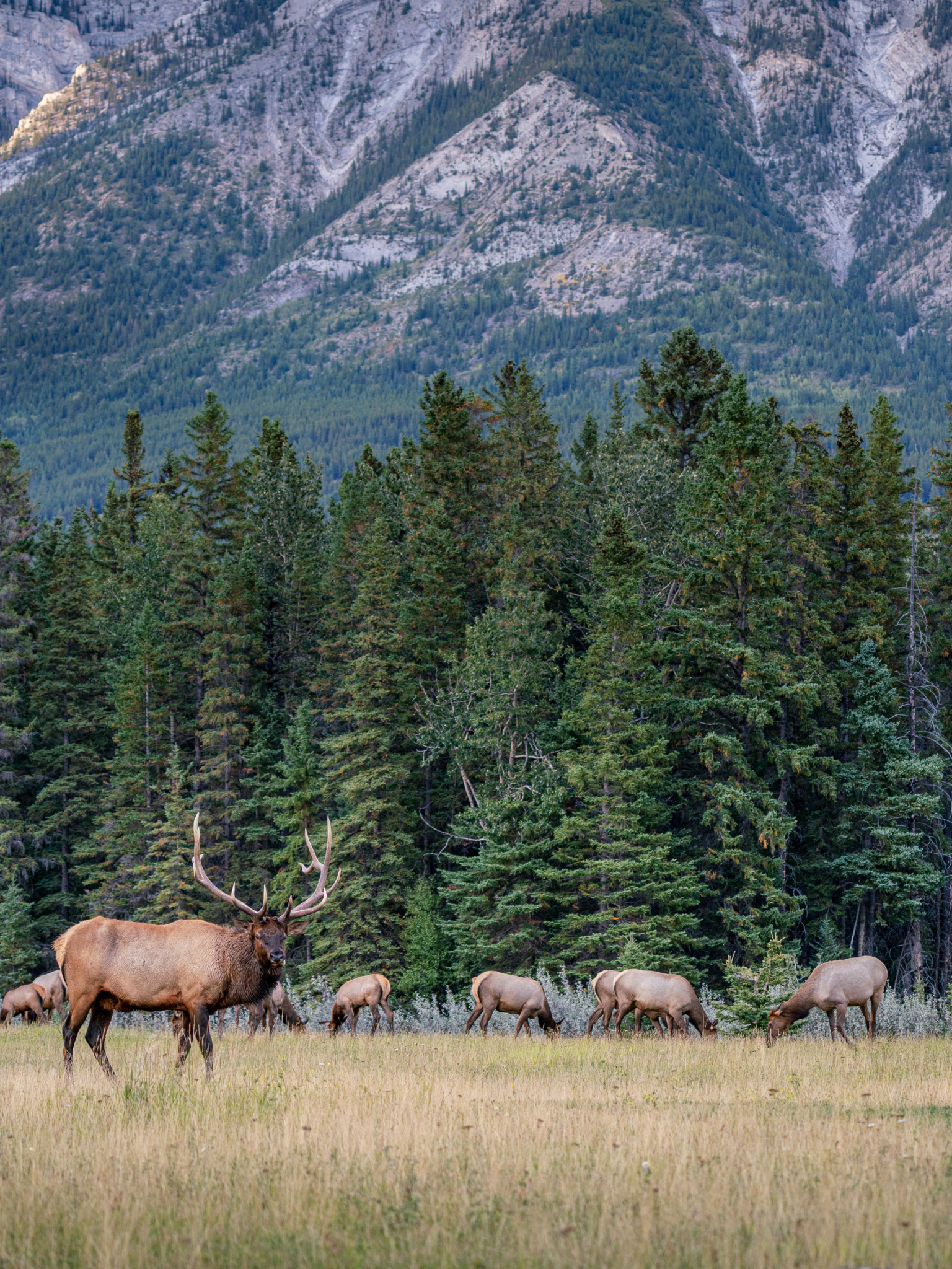 無料モバイル壁紙動物, 鹿, カナダ, バンフ国立公園をダウンロードします。