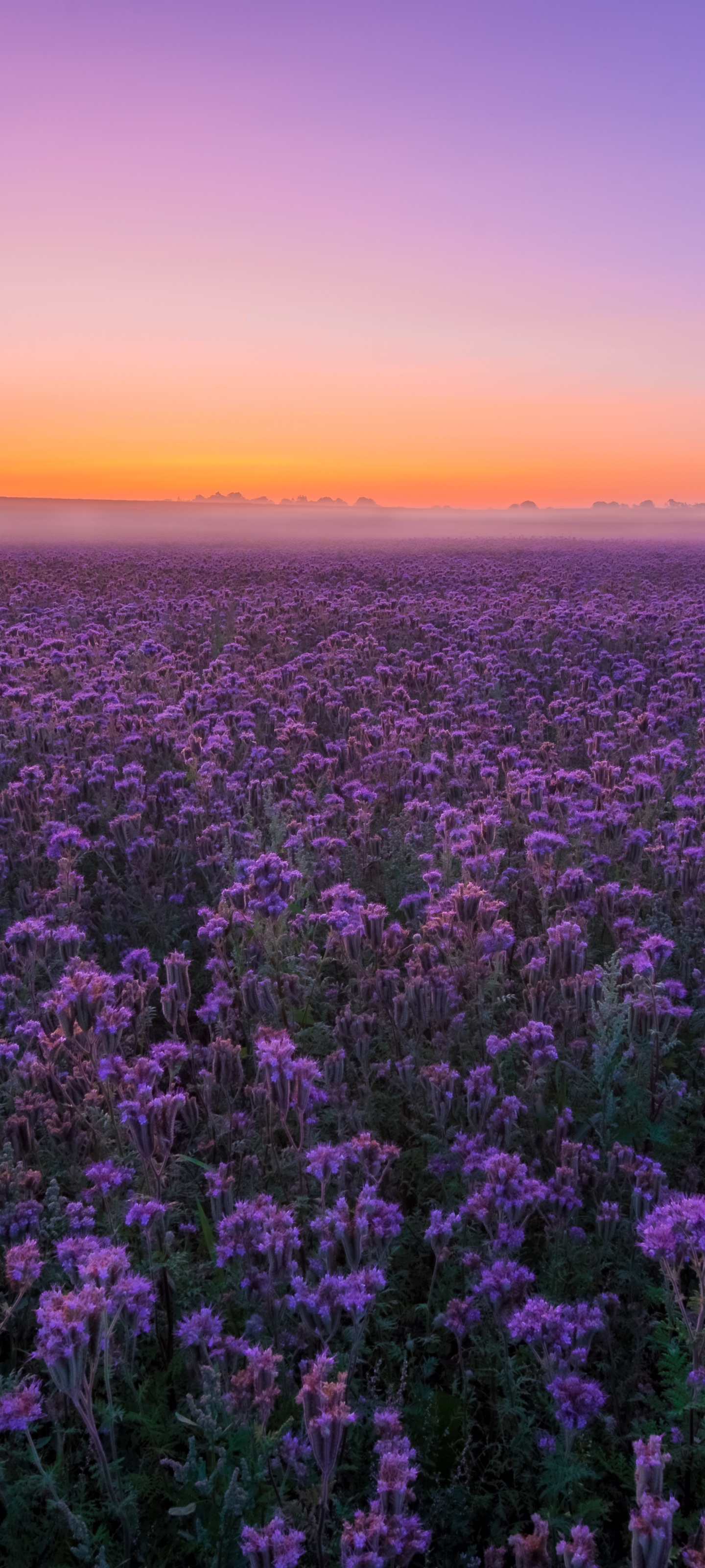 Download mobile wallpaper Landscape, Flowers, Sunset, Summer, Flower, Earth, Field, Purple Flower for free.