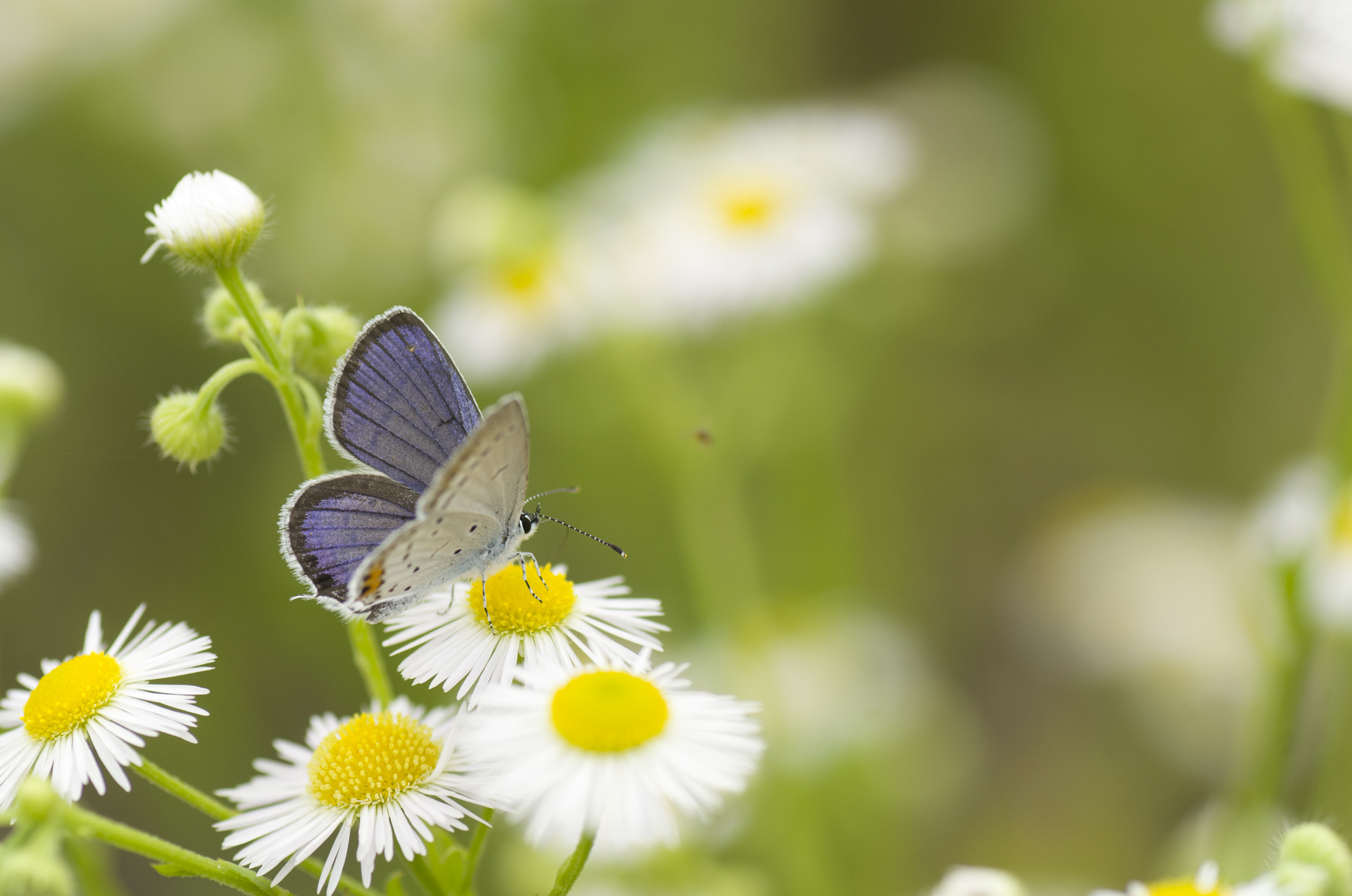 Free download wallpaper Butterfly, Animal on your PC desktop