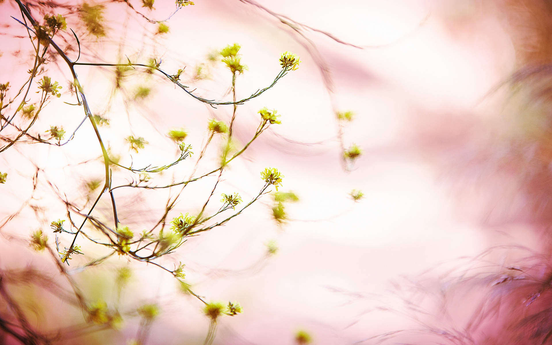 Descarga gratis la imagen Florecer, Flores, Tierra/naturaleza en el escritorio de tu PC