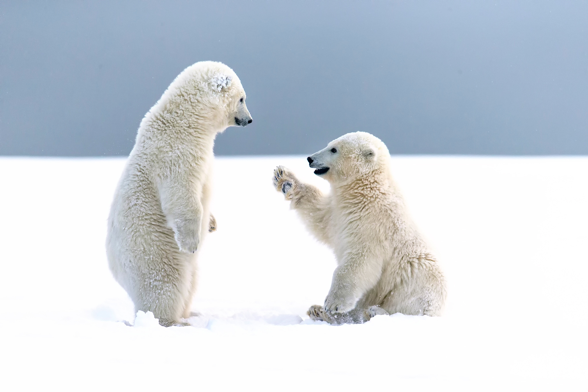 371042 descargar fondo de pantalla animales, oso polar, oso, lindo, nieve, osos: protectores de pantalla e imágenes gratis