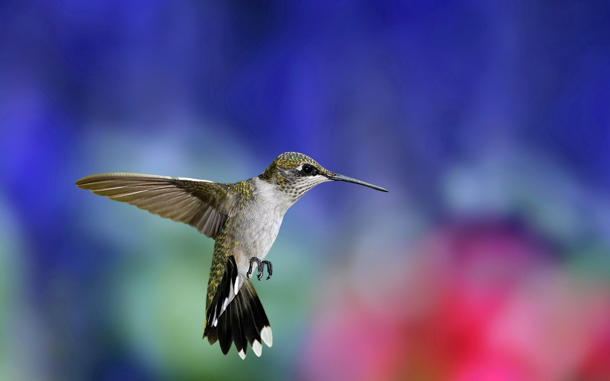 Laden Sie das Blumen, Grass, Flug, Tiere, Vogel, Kolibris-Bild kostenlos auf Ihren PC-Desktop herunter