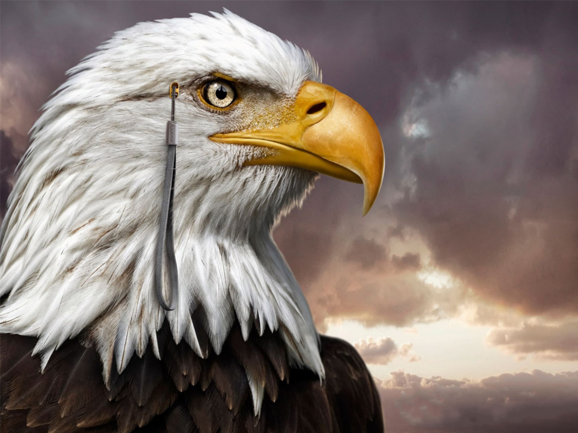 Free download wallpaper Birds, Animal, Bald Eagle on your PC desktop