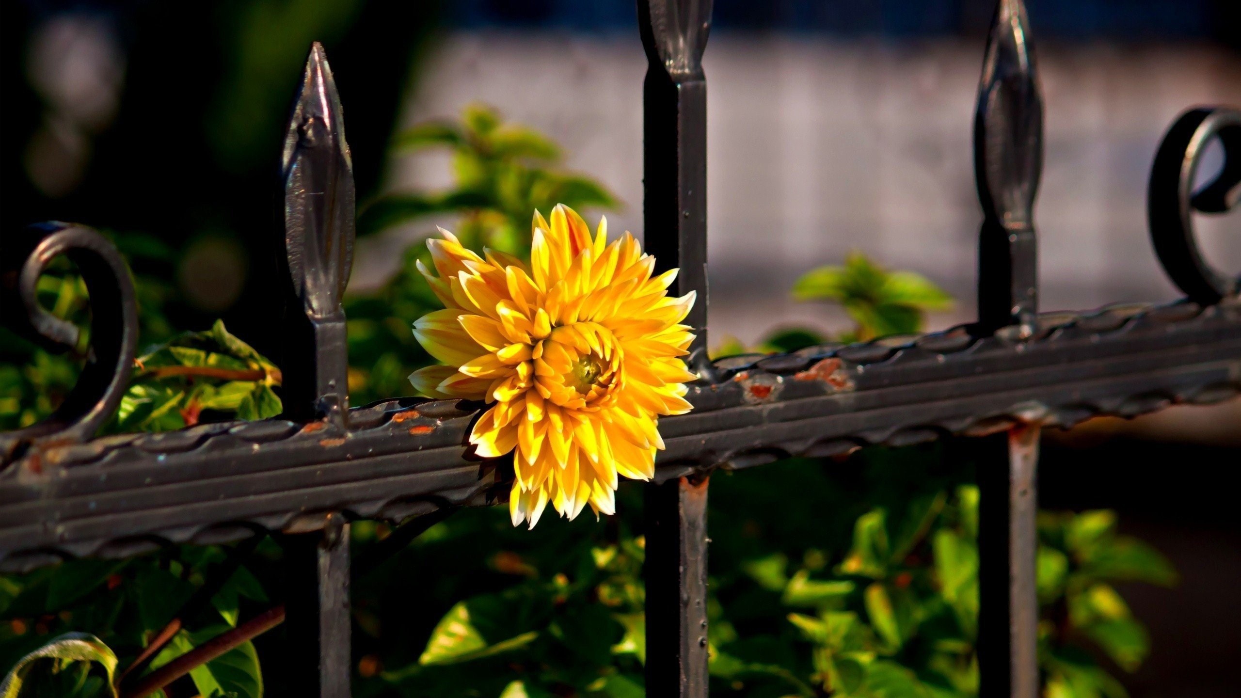 Laden Sie das Blume, Menschengemacht-Bild kostenlos auf Ihren PC-Desktop herunter