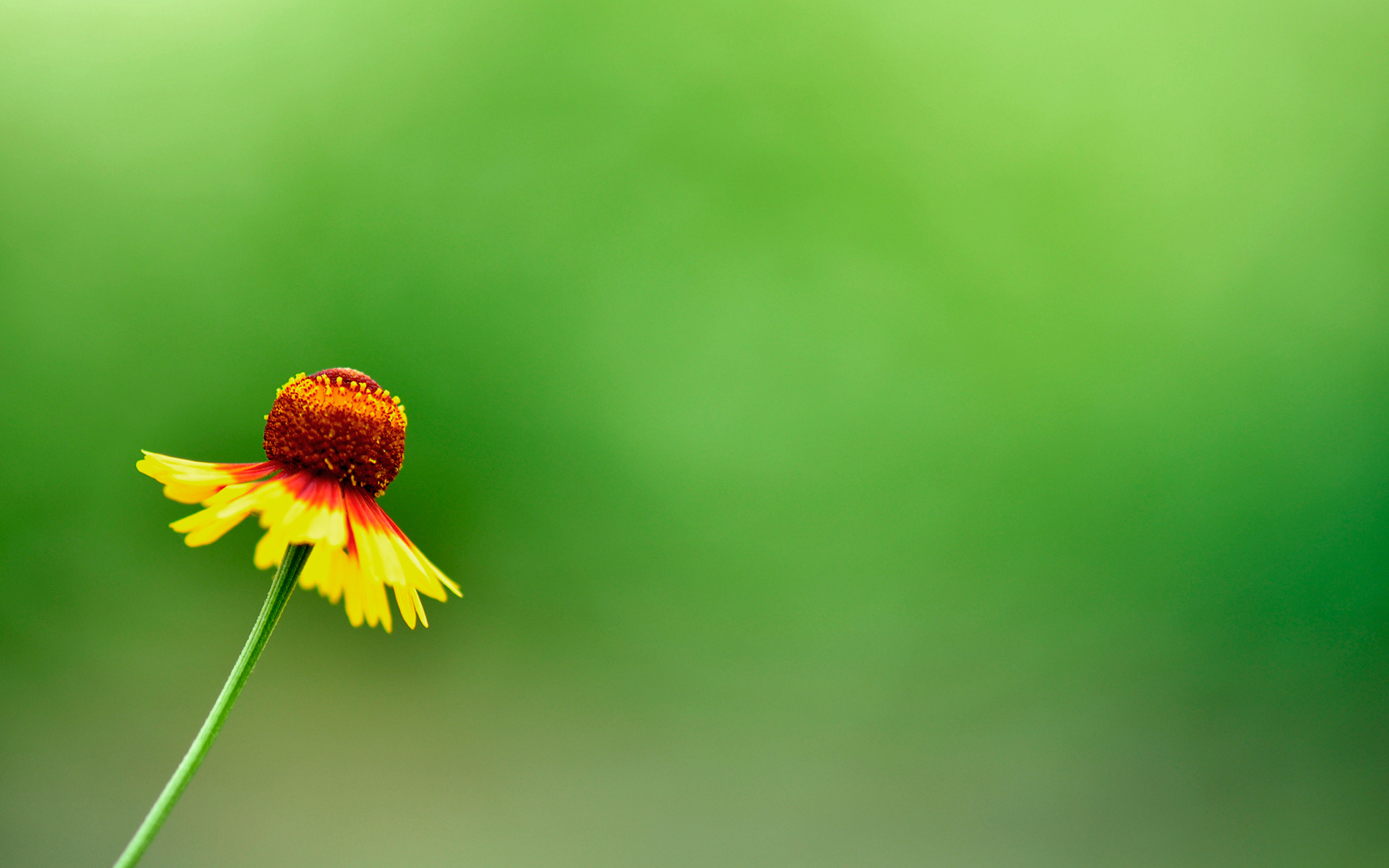 Téléchargez gratuitement l'image Fleurs, Fleur, Terre/nature sur le bureau de votre PC