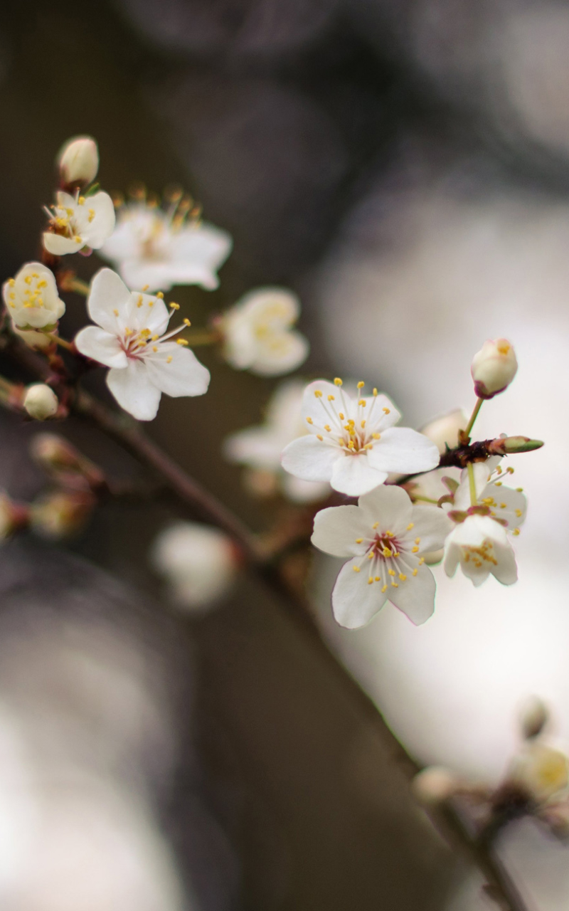 Download mobile wallpaper Nature, Flowers, Earth, Spring, White Flower, Blossom for free.