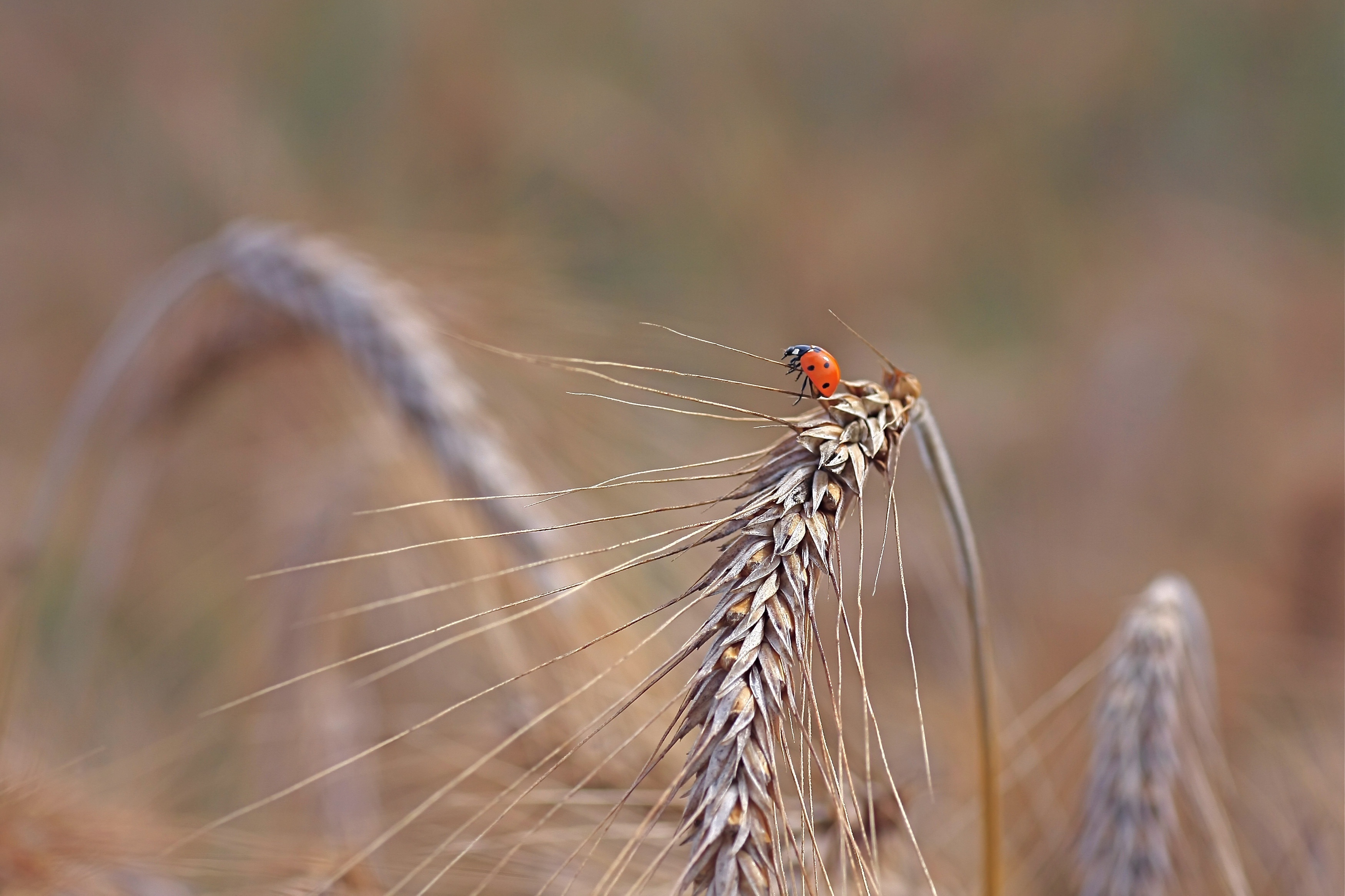Download mobile wallpaper Wheat, Macro, Insect, Animal, Ladybug for free.