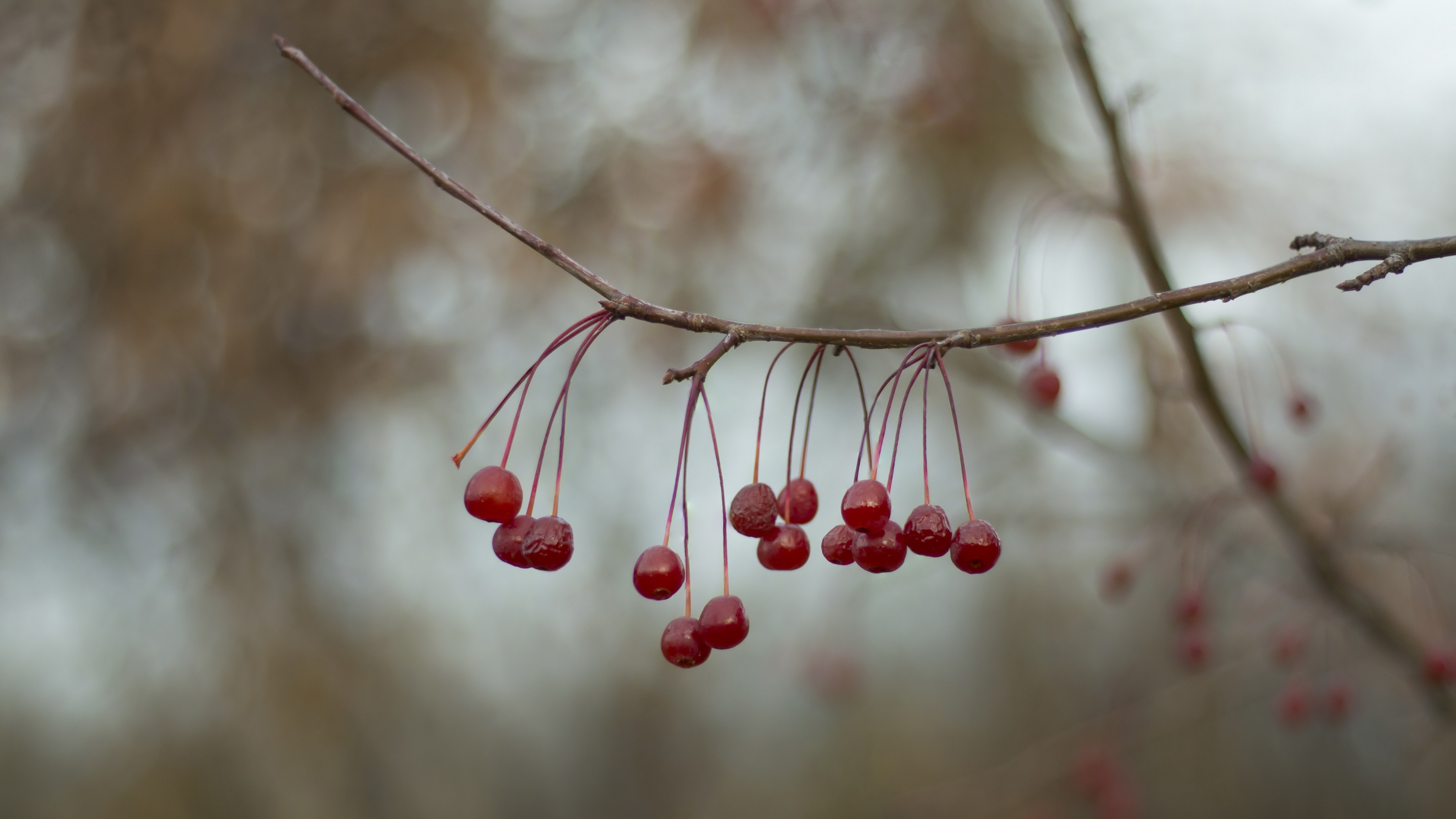 Handy-Wallpaper Natur, Ast, Frucht, Bokeh, Erde/natur kostenlos herunterladen.