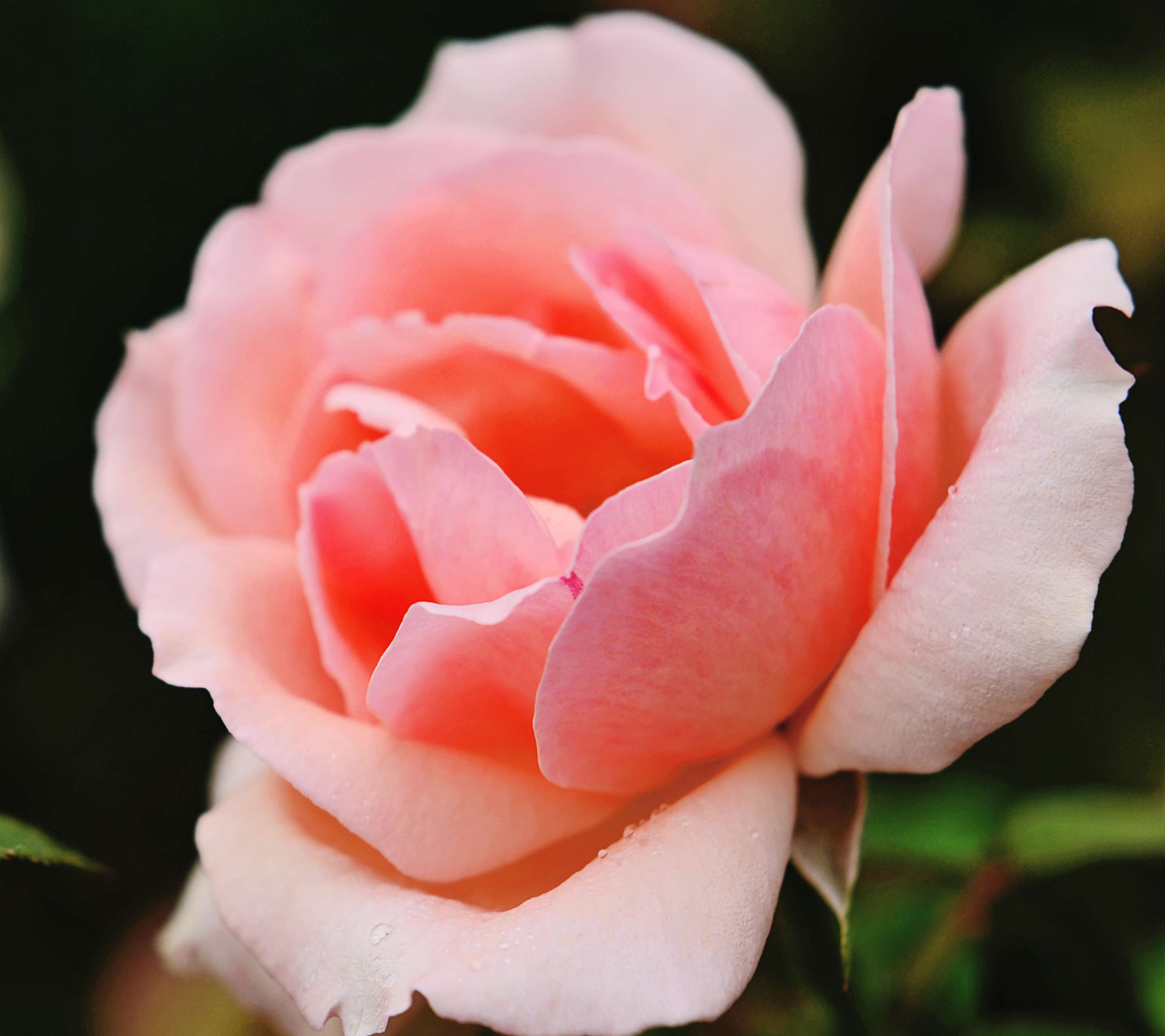 Laden Sie das Blumen, Blume, Makro, Rose, Knospe, Blatt, Bokeh, Erde/natur-Bild kostenlos auf Ihren PC-Desktop herunter