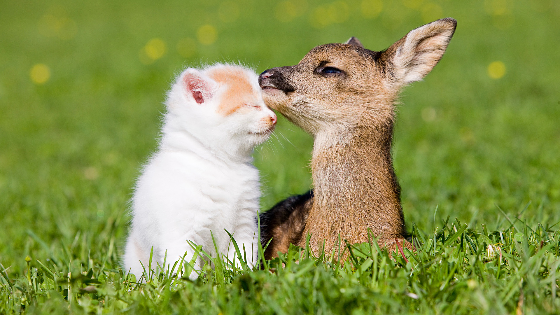 Téléchargez gratuitement l'image Animaux, Mignon sur le bureau de votre PC