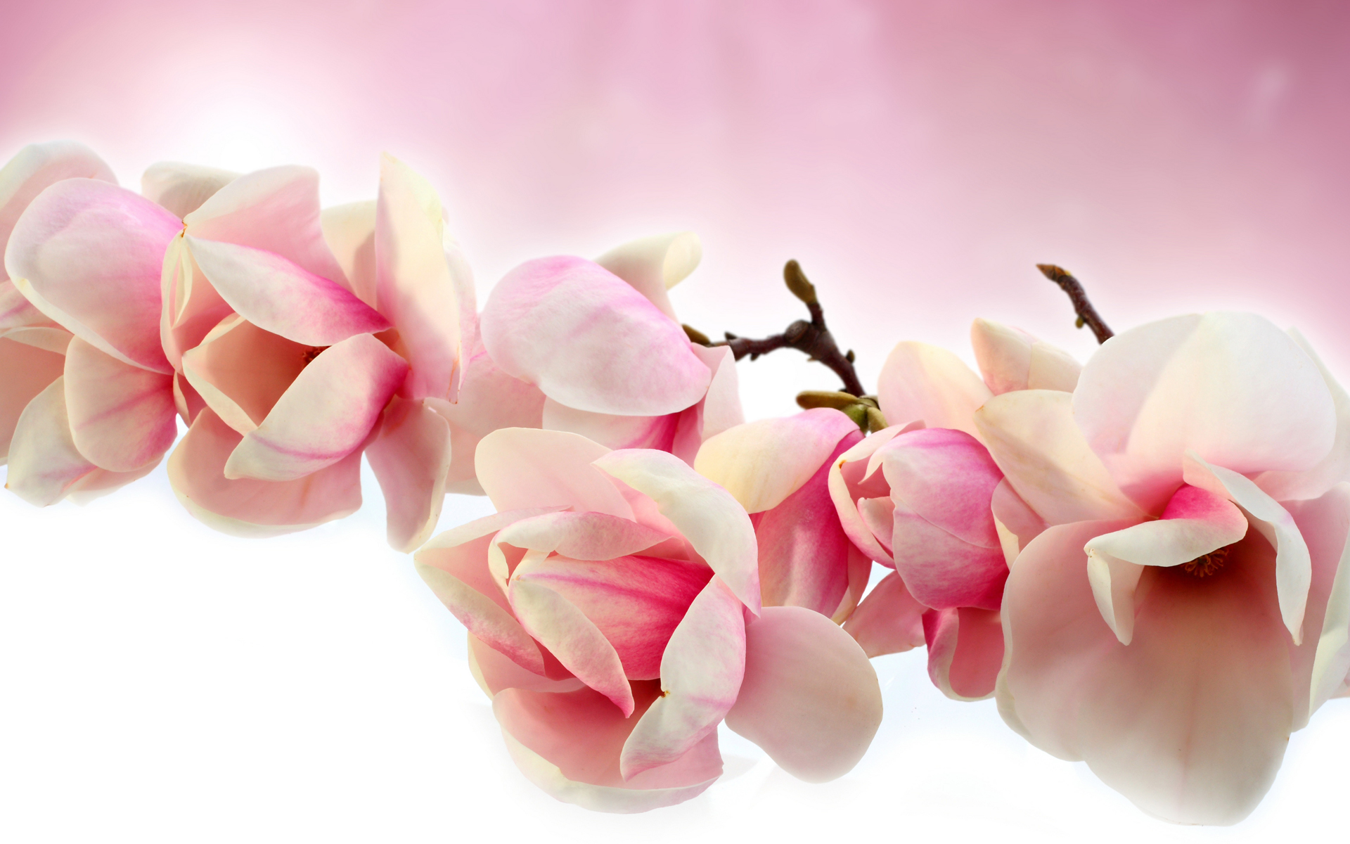 409289 Bild herunterladen erde/natur, magnolie, blüte, ast, pinke blume, bäume - Hintergrundbilder und Bildschirmschoner kostenlos