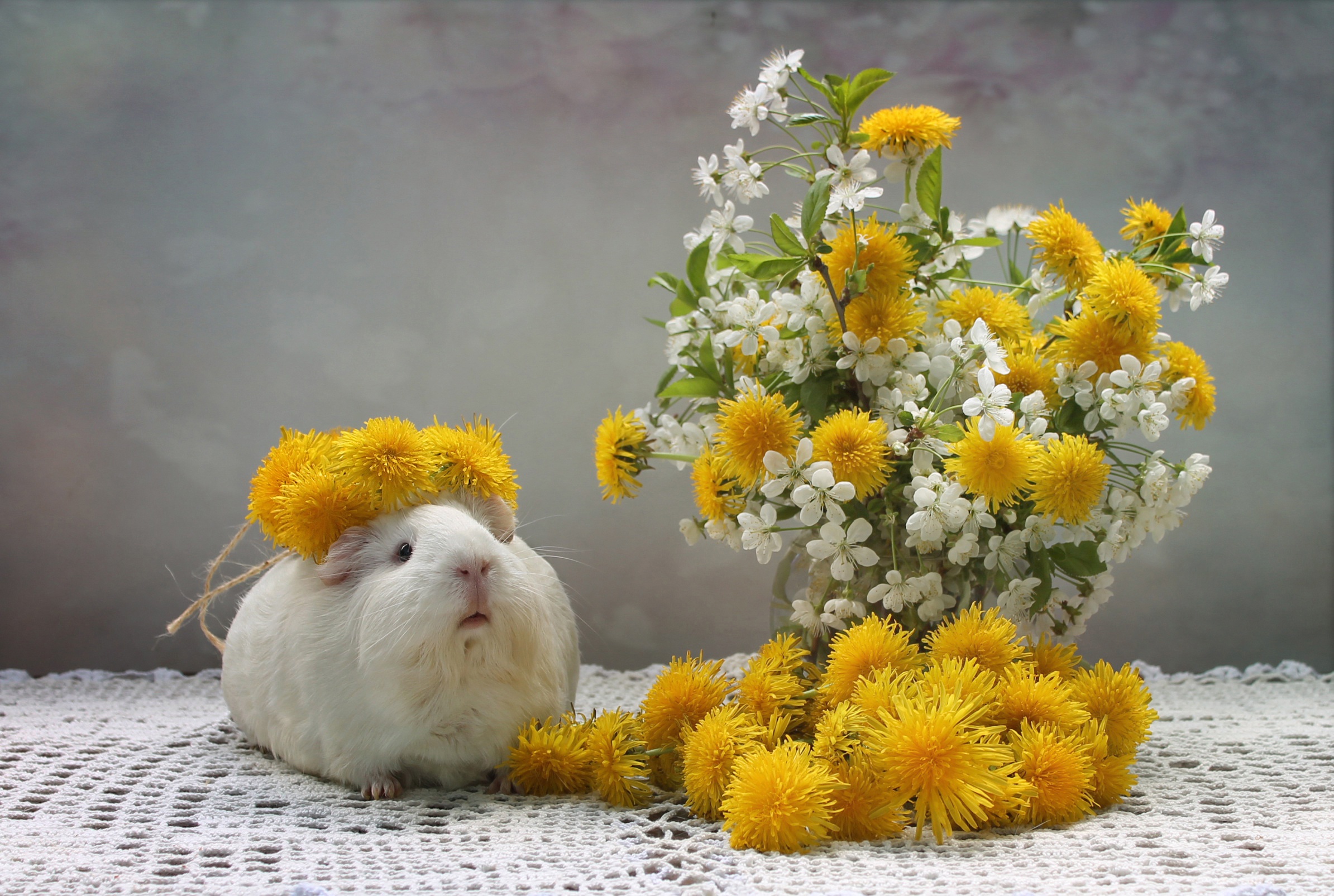 Free download wallpaper Flower, Animal, Guinea Pig, Dandelion on your PC desktop