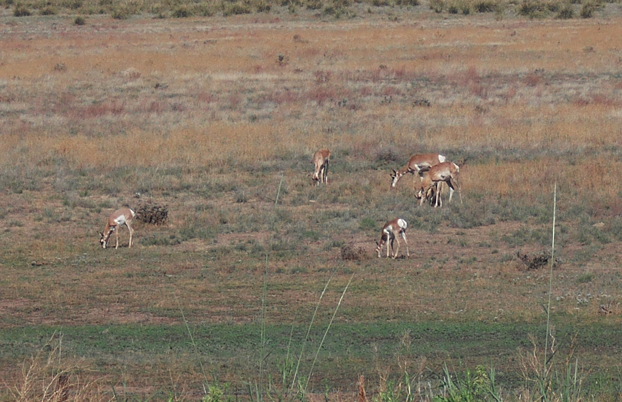 Handy-Wallpaper Gabelbock Antilope, Gabelböcke, Sonstiges, Tiere kostenlos herunterladen.