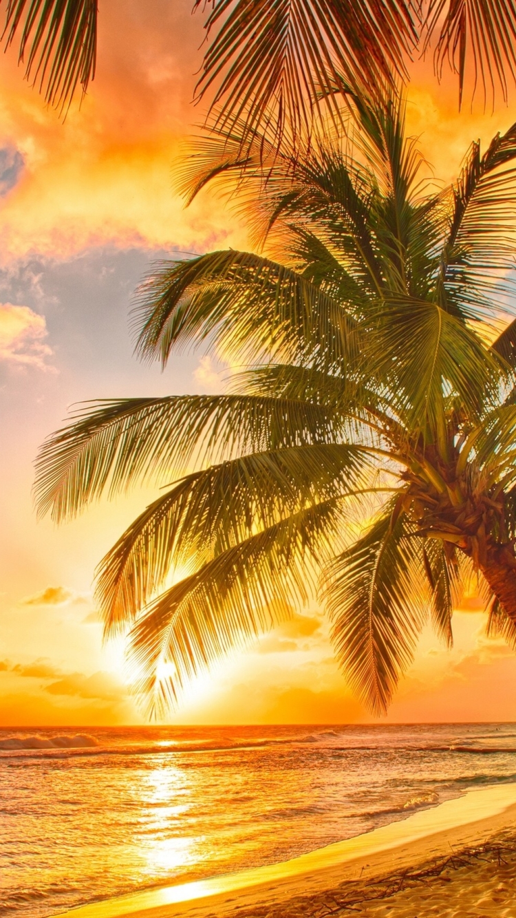 Download mobile wallpaper Sunset, Sky, Sea, Earth, Tropics, Cloud, Palm Tree for free.