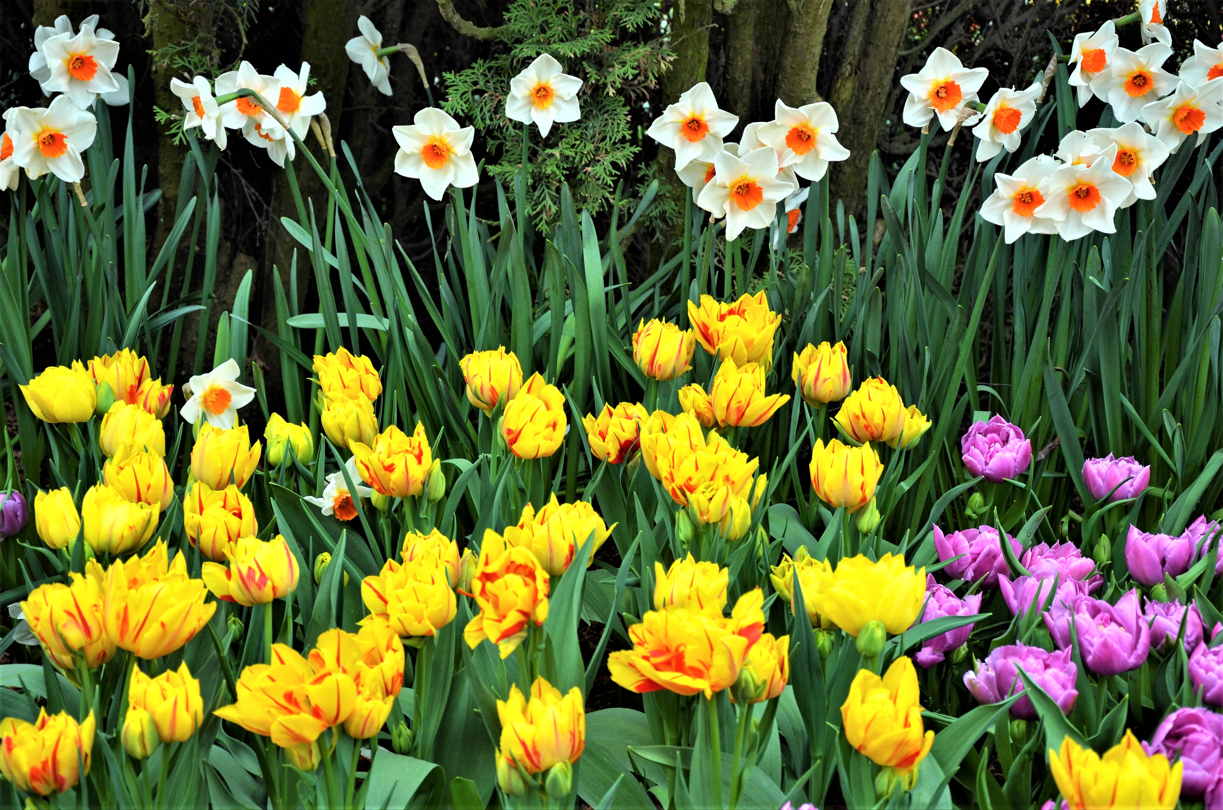 Handy-Wallpaper Blumen, Narzissen, Blume, Frühling, Tulpe, Gelbe Blume, Weiße Blume, Erde/natur kostenlos herunterladen.