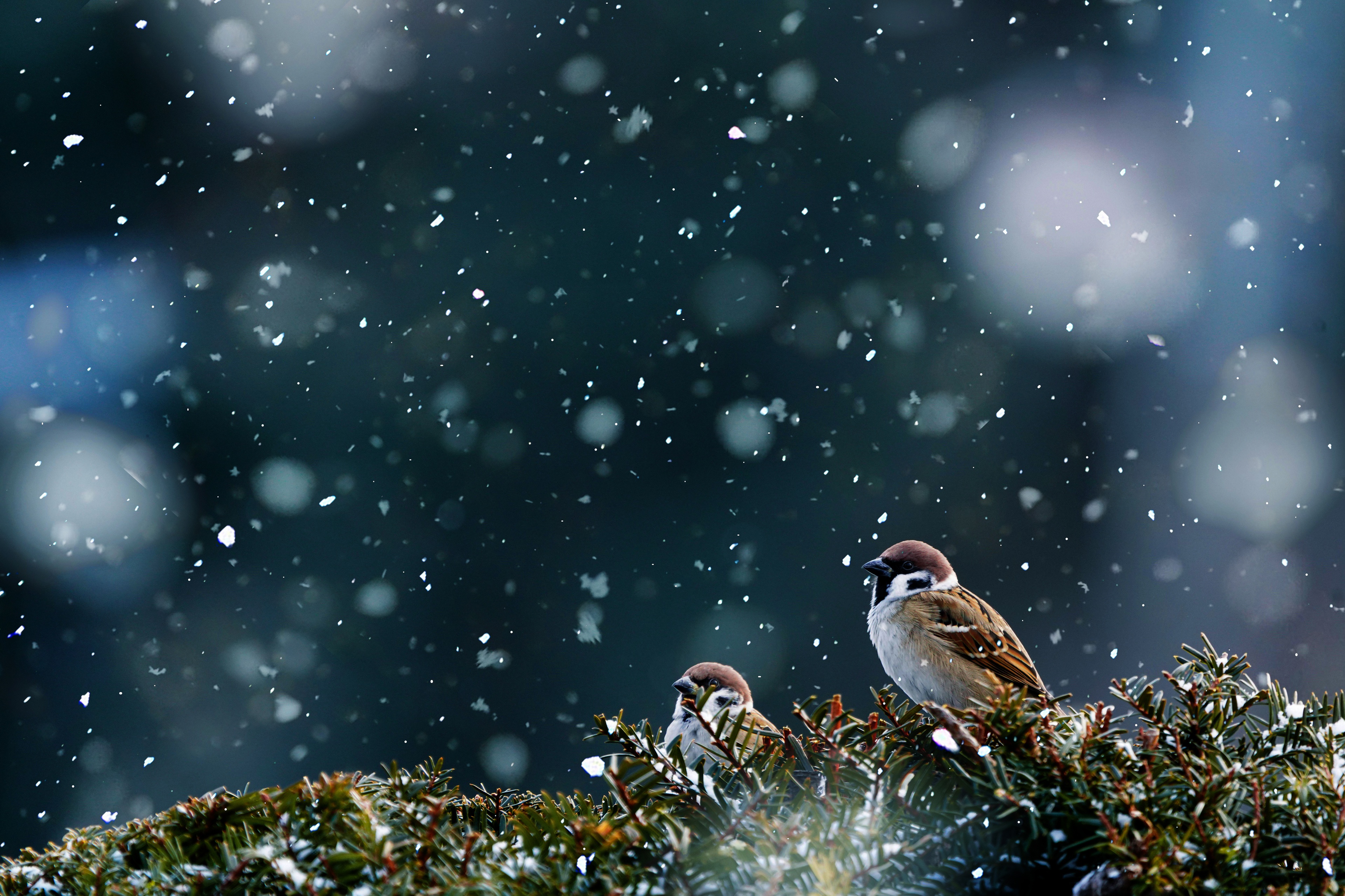 Download mobile wallpaper Birds, Sparrow, Animal for free.
