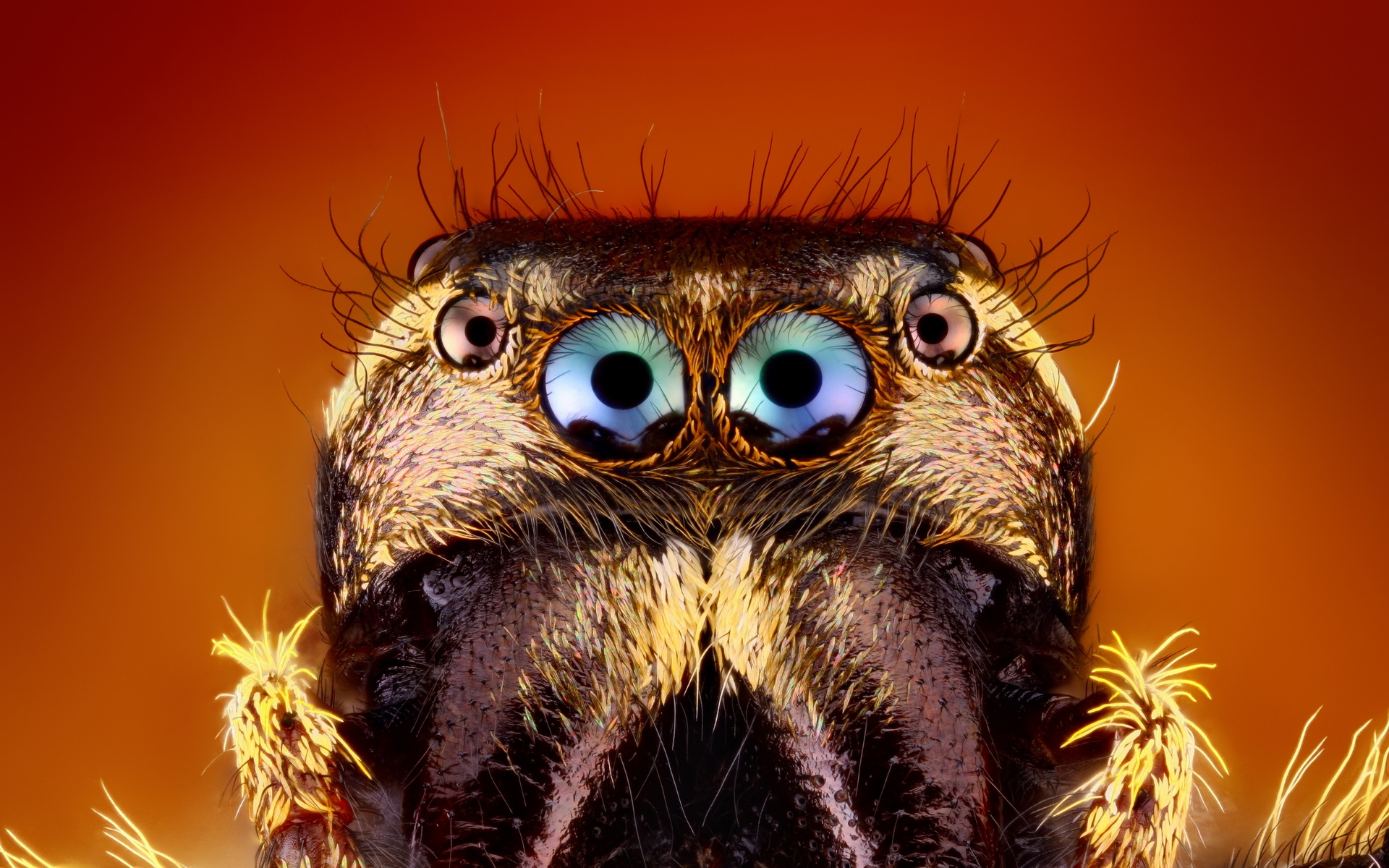 Téléchargez gratuitement l'image Araignées Sauteuses, Araignées, Araignée, Animaux sur le bureau de votre PC